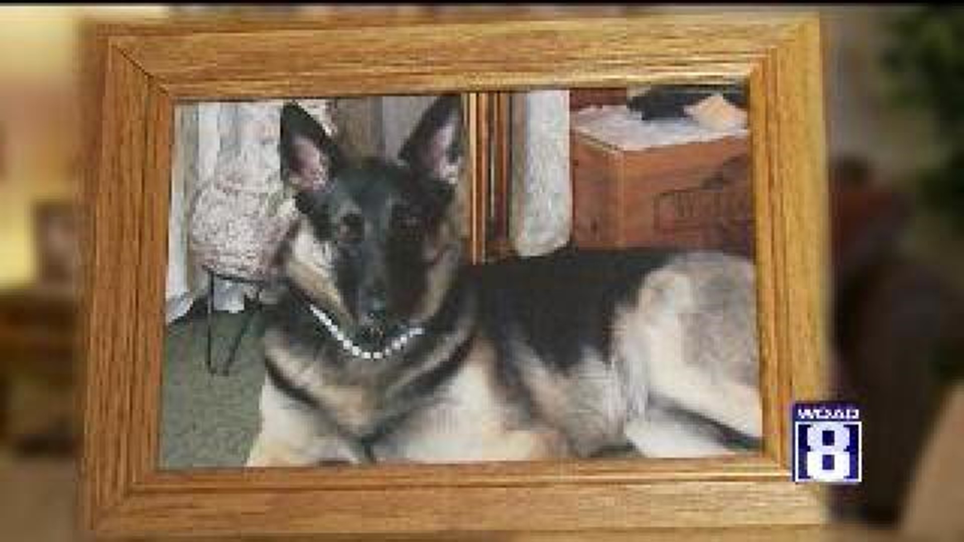 Dog killed, family shares story