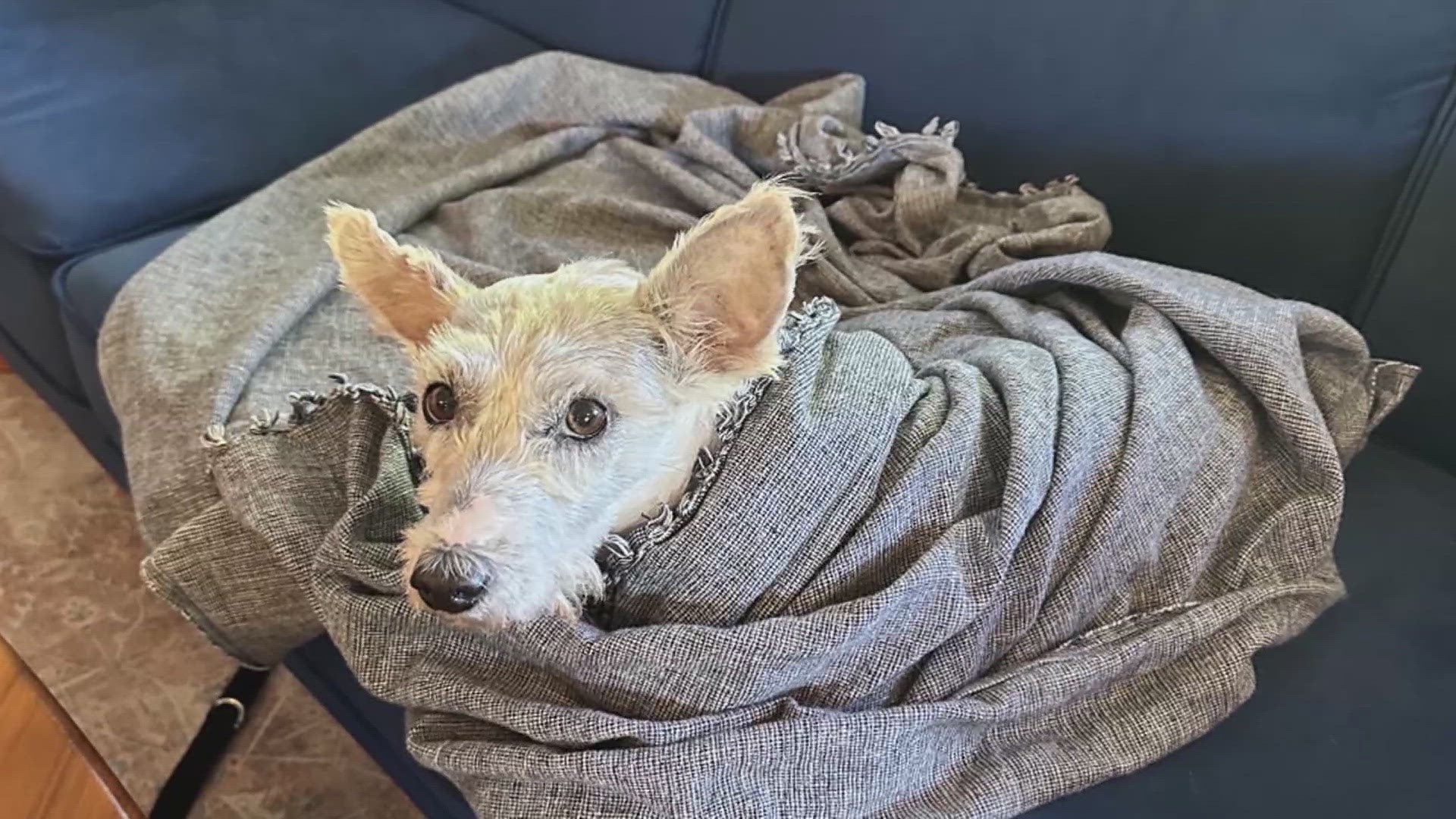 This mysterious dog Scrim has been on the run for 11 days but has not been captured yet. His previous owner says domestic life may not be suited for Scrim.