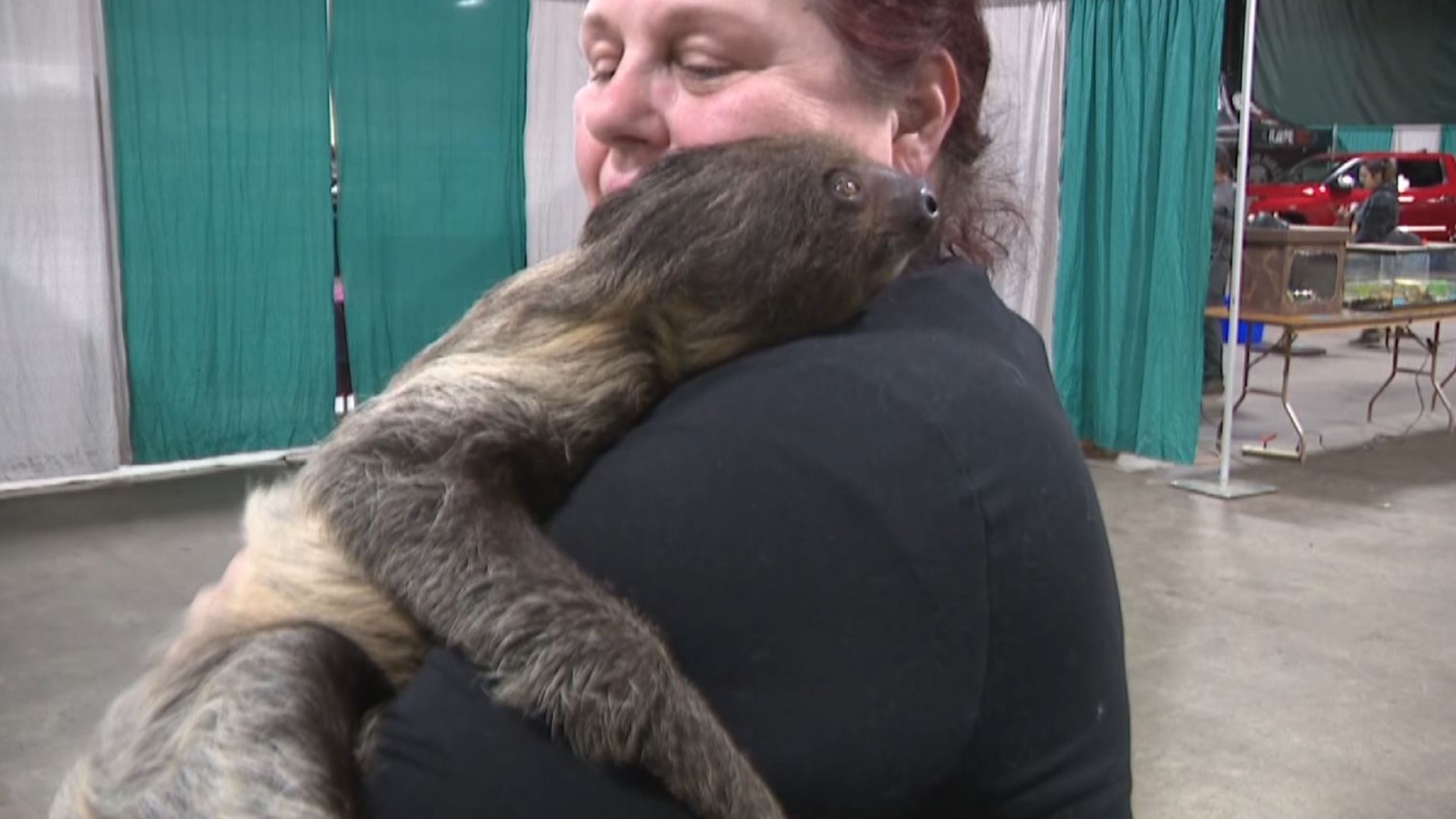 Meet Rico, the twotoed sloth stealing the show at QC Bald Eagle Days