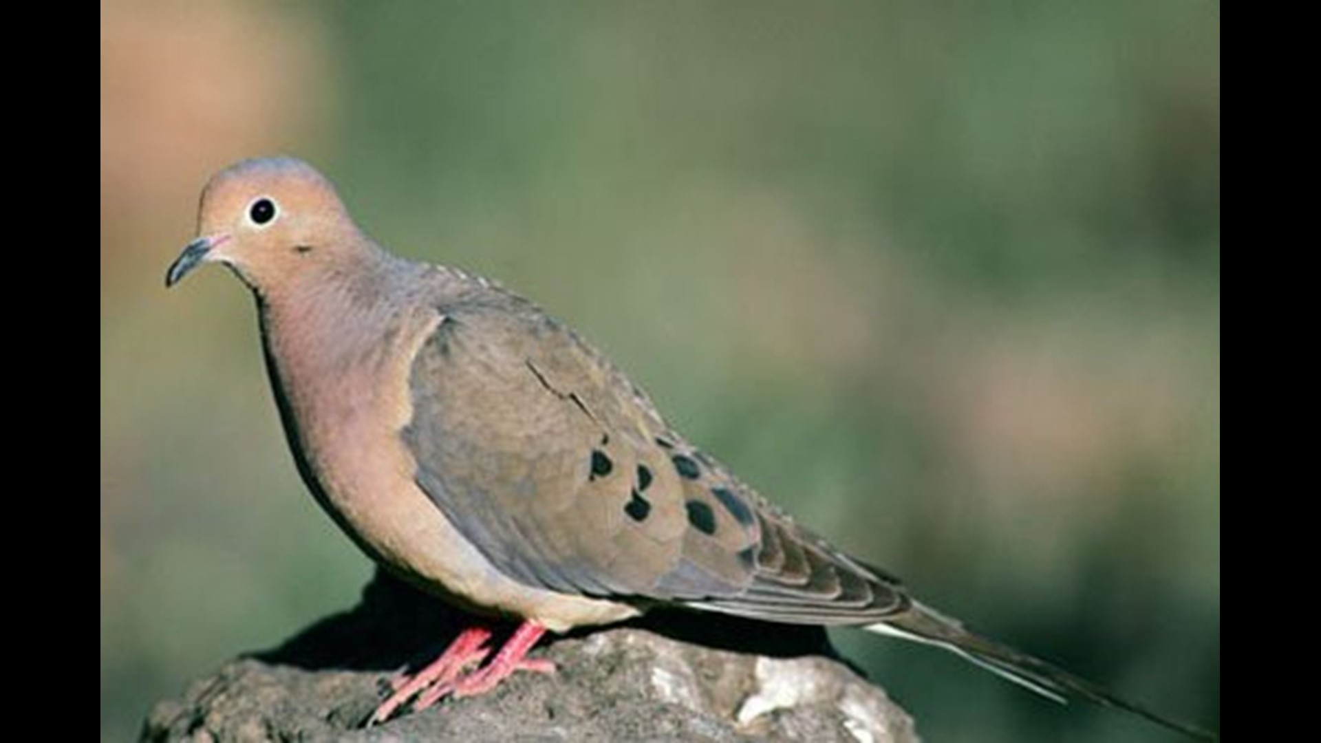 Where to hunt when Iowa’s dove season opens