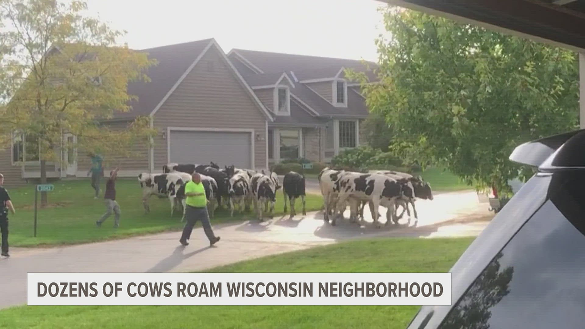 Someone at a nearby farm reportedly left a barn door open, allowing the cows to moooooove outside.