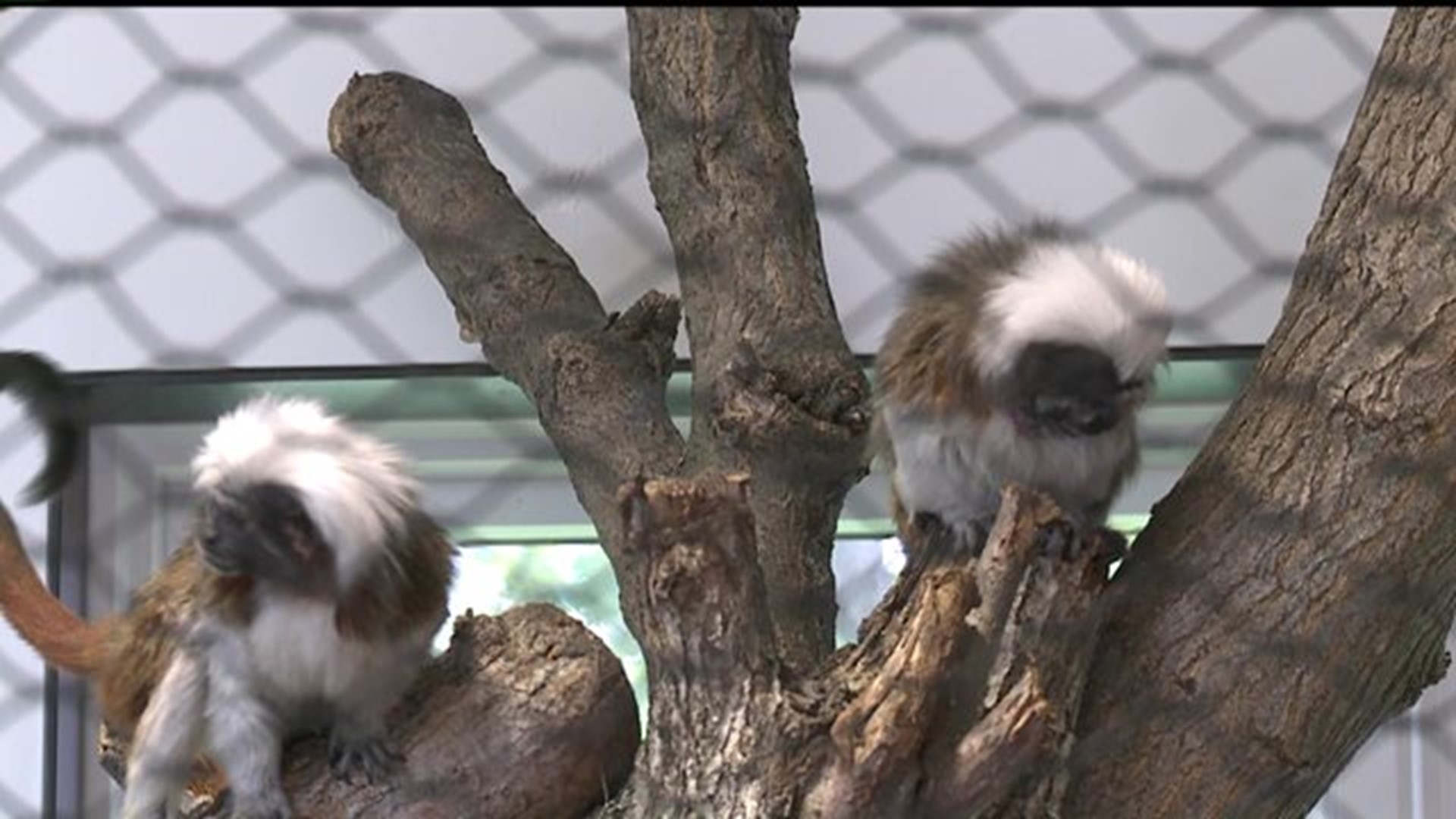 Niabi Zoo opens rainforest exhibit