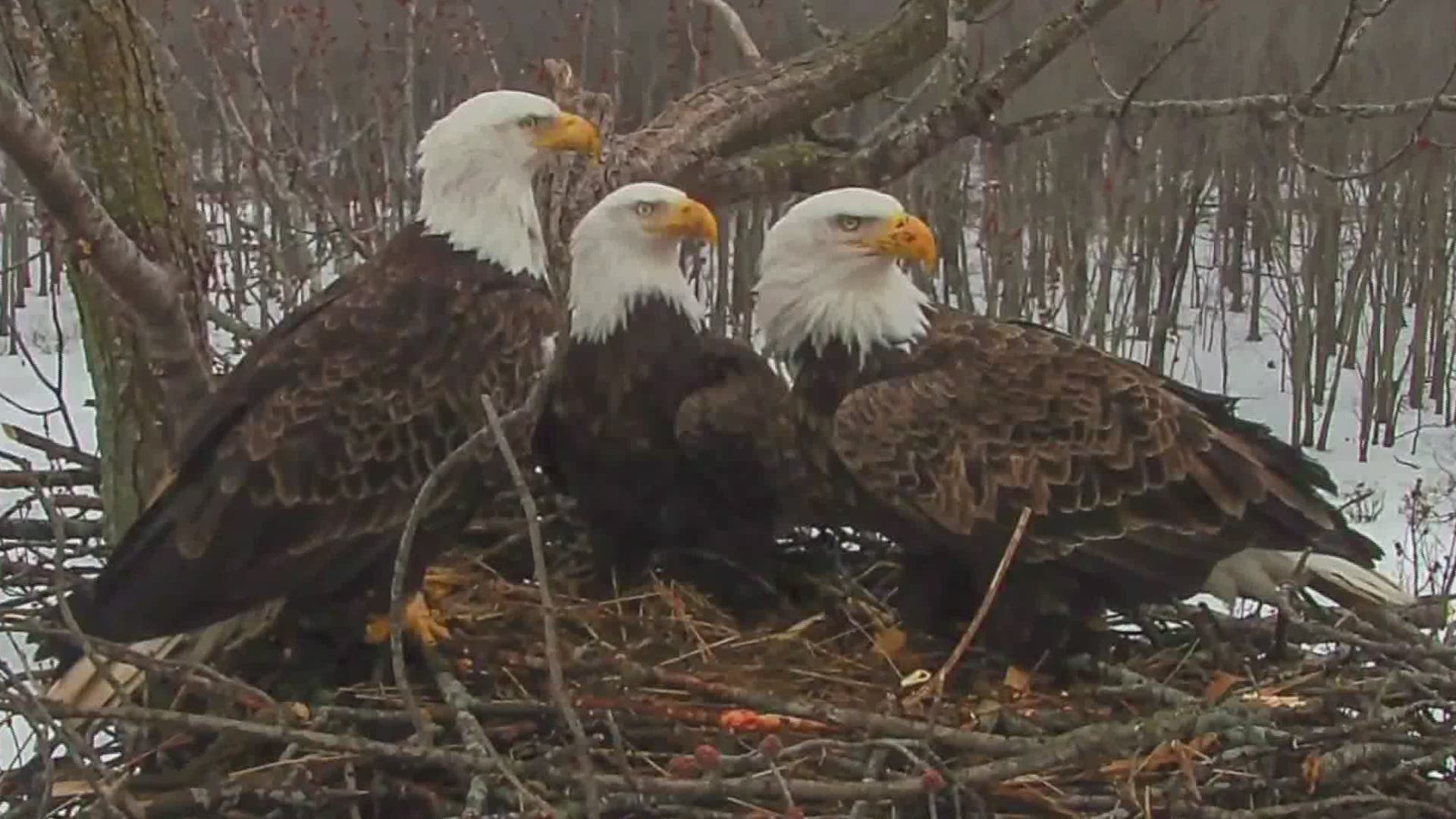 Starr, Valor I and Valor II captured hearts across the world with their eagle cam and unique family. But their nest was destroyed in the August storm.