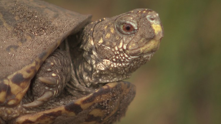 WATCH: How researchers are trying to save Illinois' ornate box turtle population