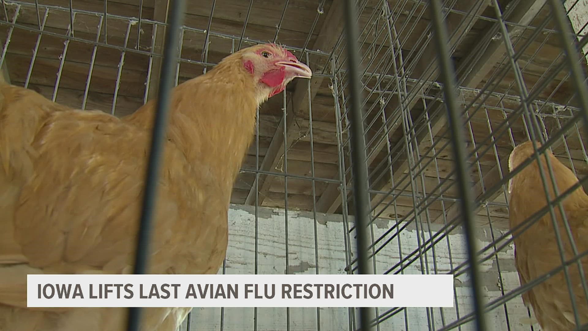 Iowa's Department of Agriculture has lifted the last quarantine restriction on infected poultry sites just in time for the Muscatine County Fair.