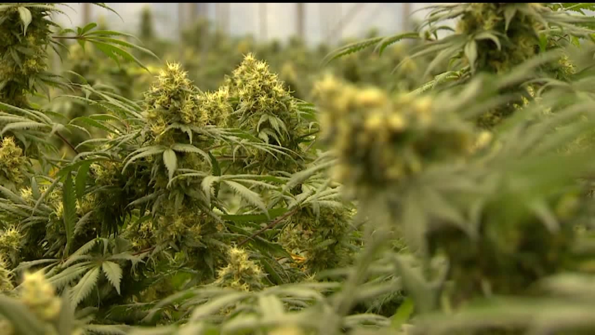 Marijuana Dispensary might be coming to Davenport