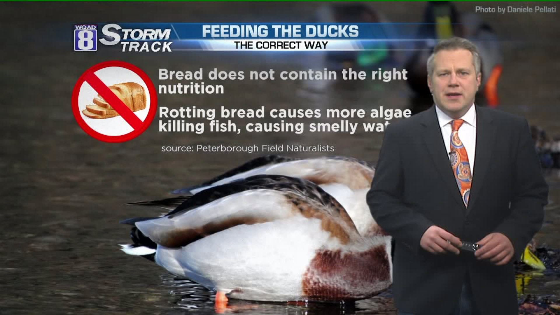 Eric the Duck Whisperer explains what ducks really want