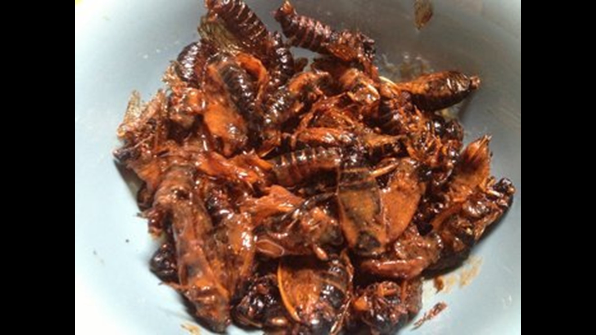 Man makes cicadas into a buffalo fried dish | wqad.com