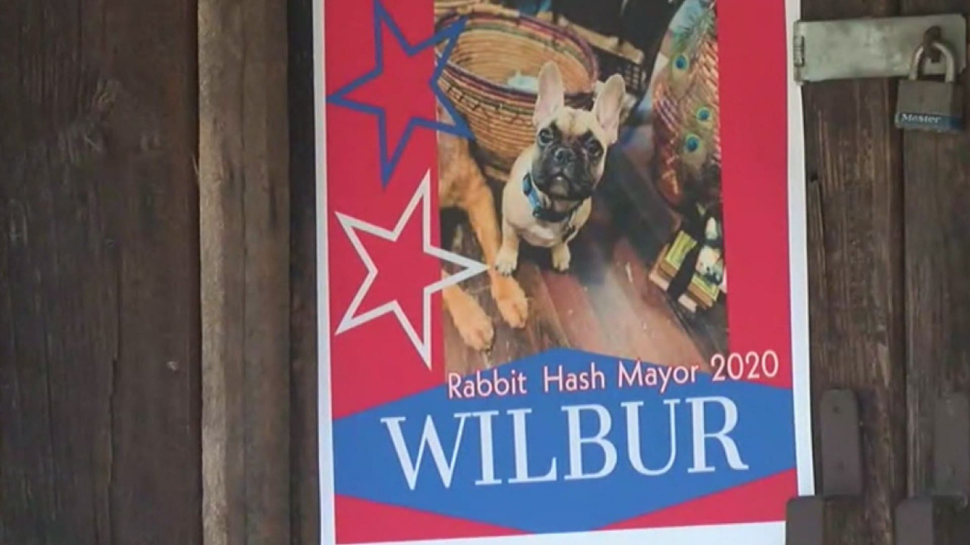 Wilbur the French Bulldog is the new mayor of Rabbit hash, Kentucky.