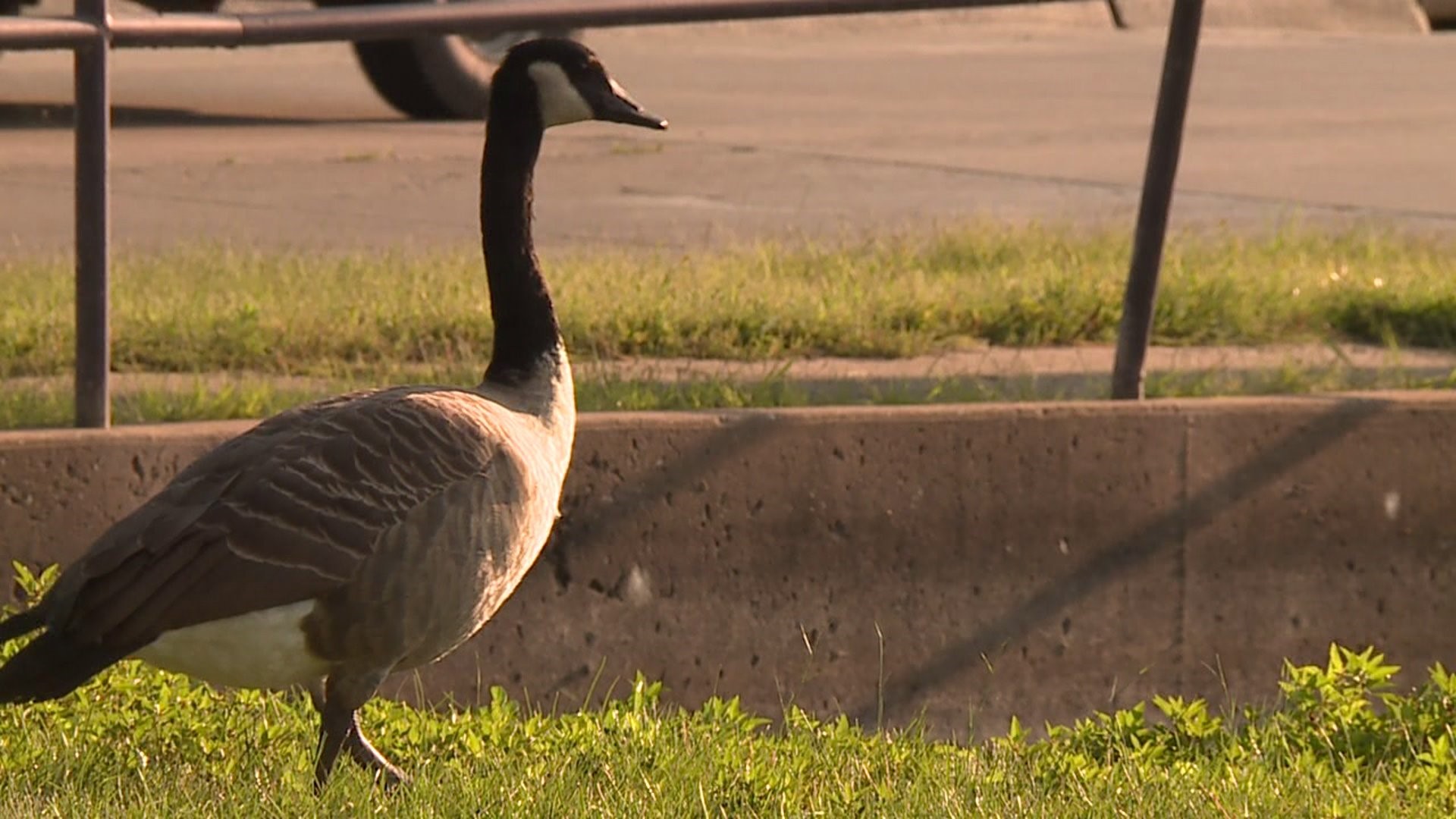 Moline puts up fences to keep geese away