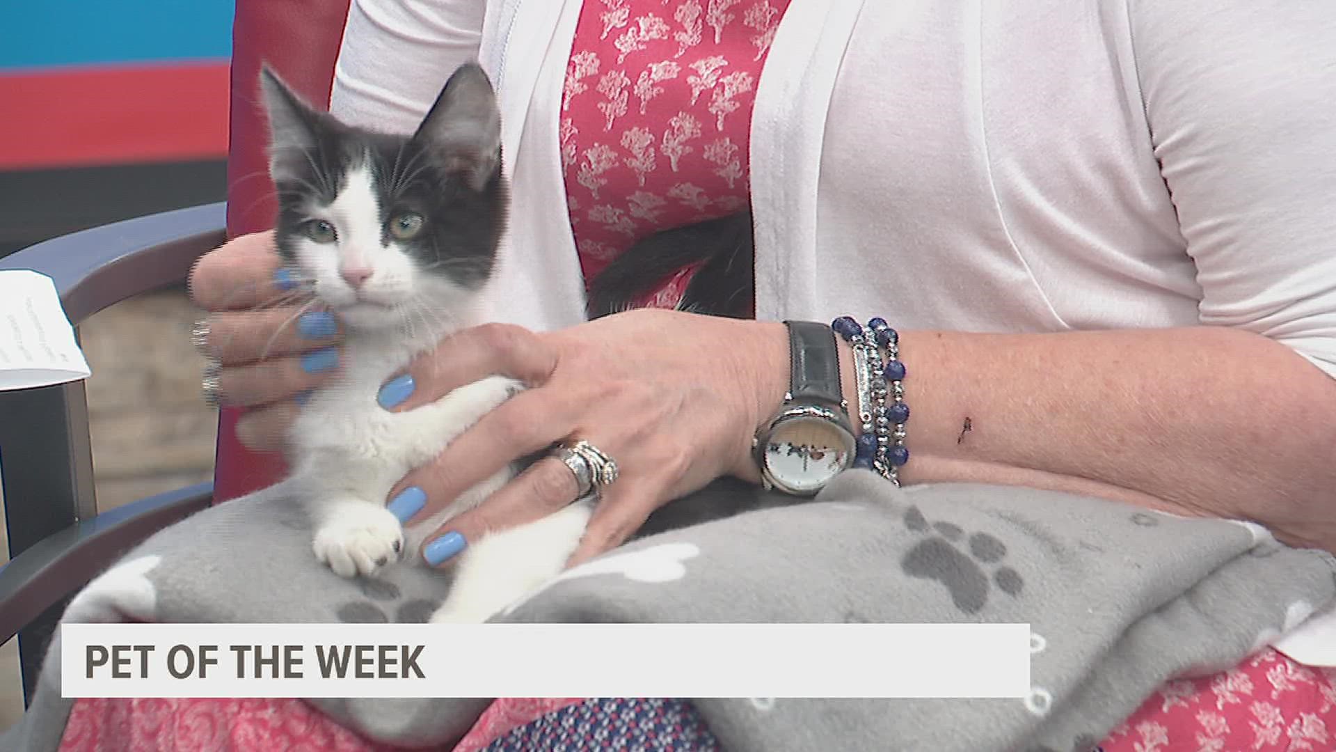 Bass is a 2-month-old kitten available for adoption from the Quad City Animal Welfare Center. He would do great in a household with dogs and kids.