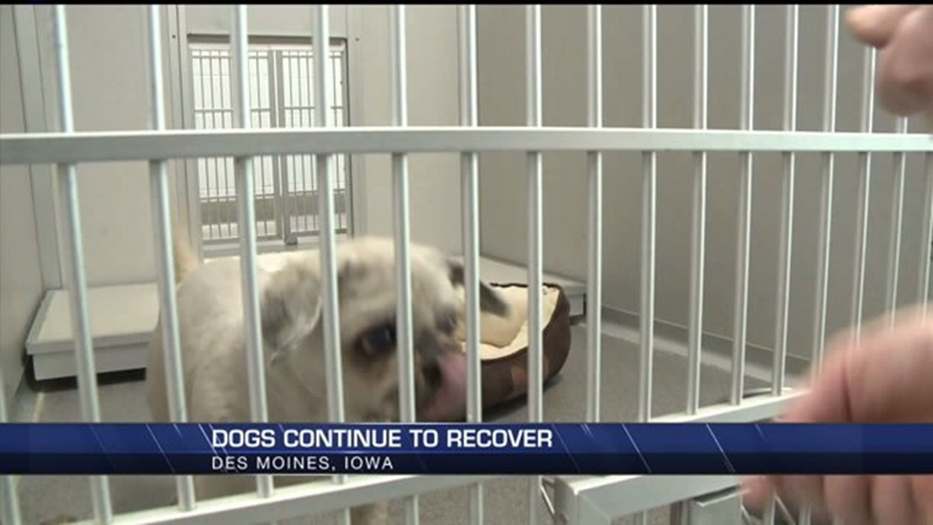 Dogs recover from abuse, woman fights for custody