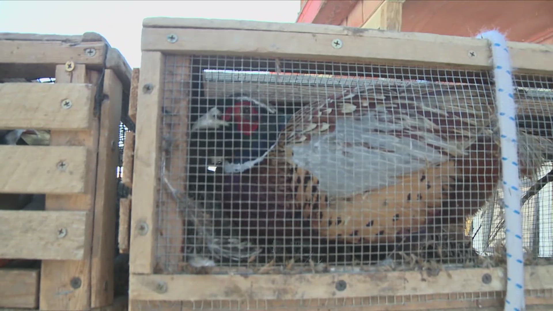 Due to a pheasant die-off at a propagation center in Des Plaines, there aren't enough birds to fill the original quotas.