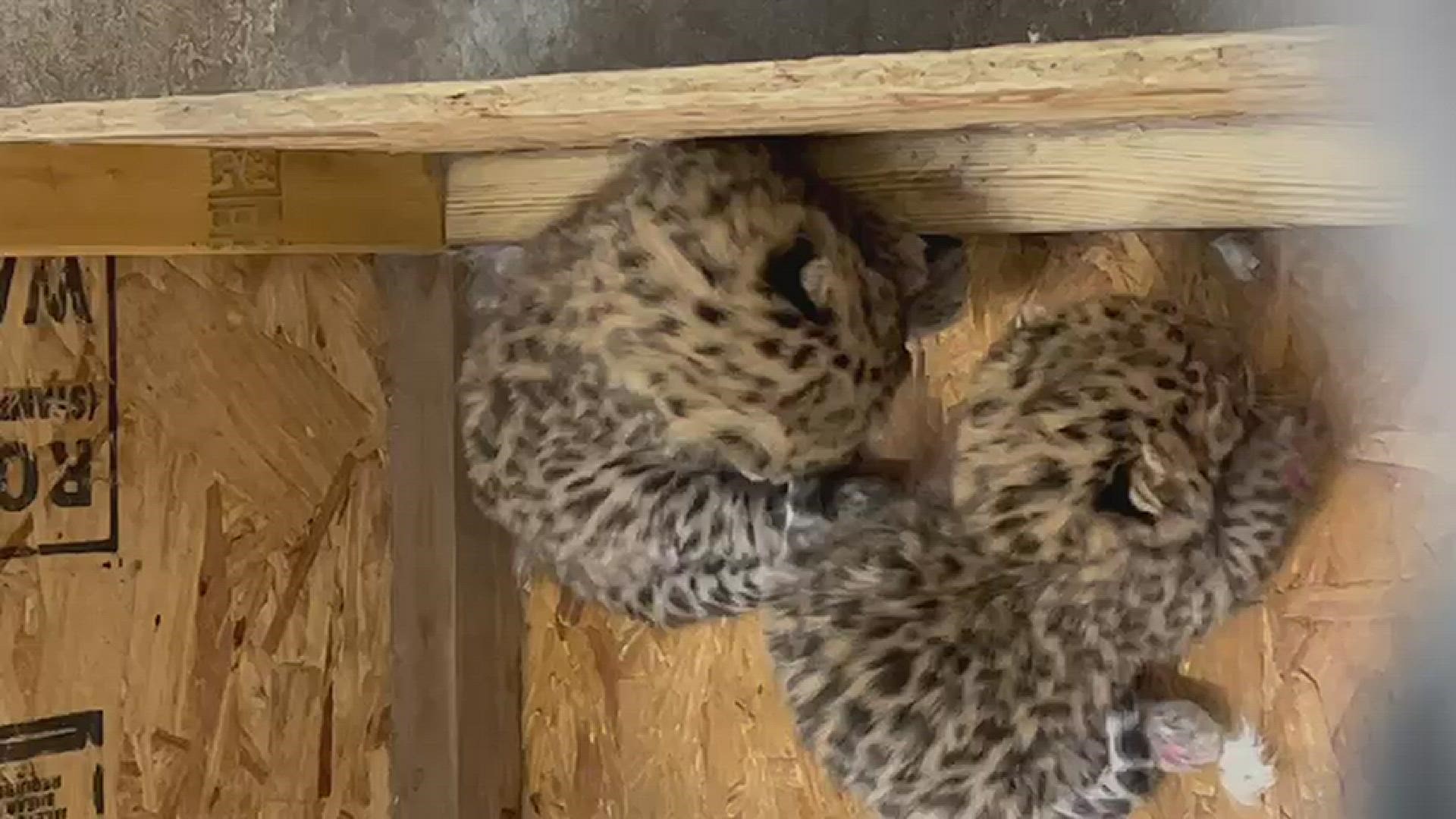 The cubs were born at Niabi Zoo after a successful breeding program for the the most critically endangered big cat in the world.