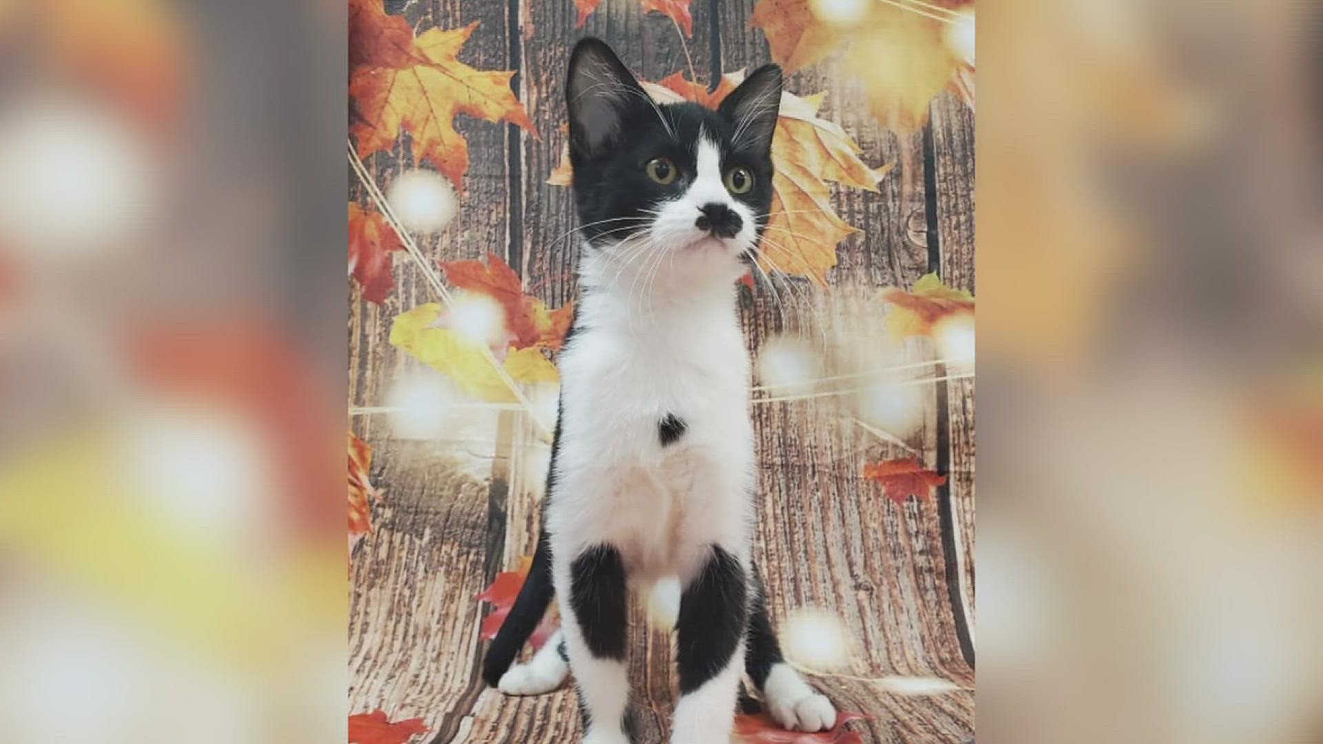 The Quad City Animal Welfare Center's Pet of the Week for November 16, 2021 is Hope the Kitten!