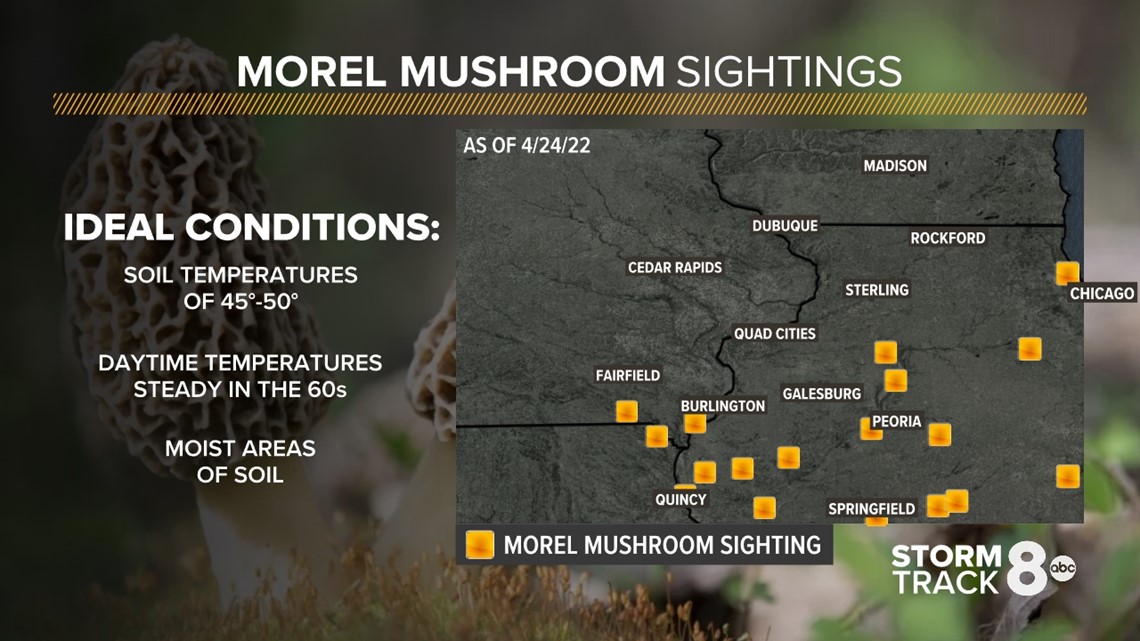 Mushroom season 2022 Tips to find more morels in the Quad Cities