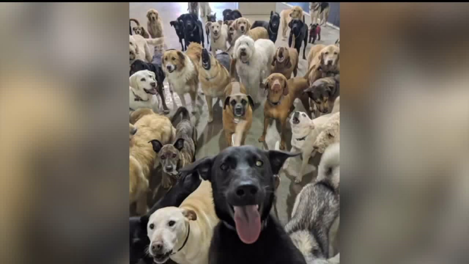 Dog Selfie Goes Viral