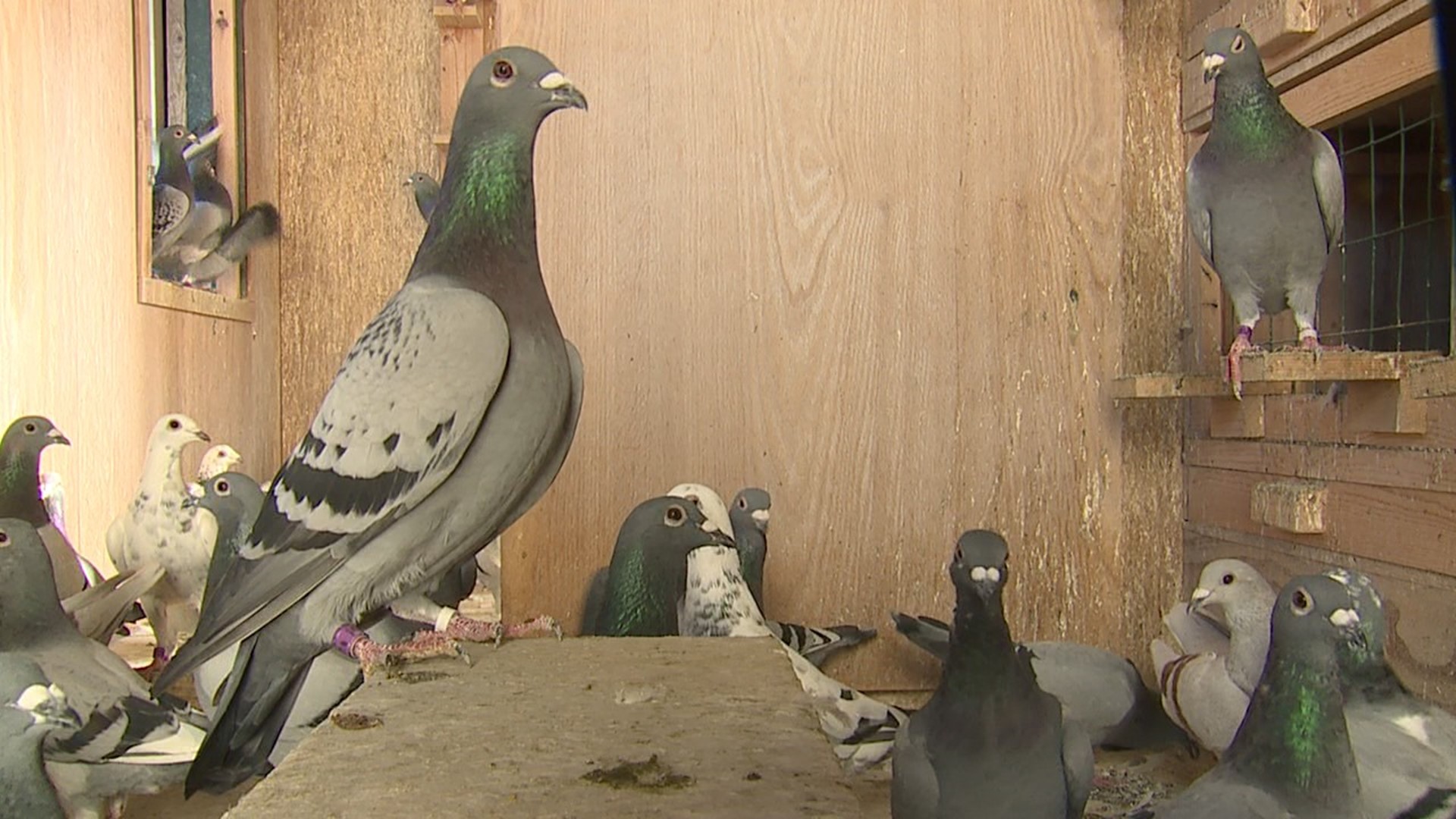 The Moline-East Moline Pigeon Racing Club raises and trains pigeons who race hundreds of miles across the country to come home.