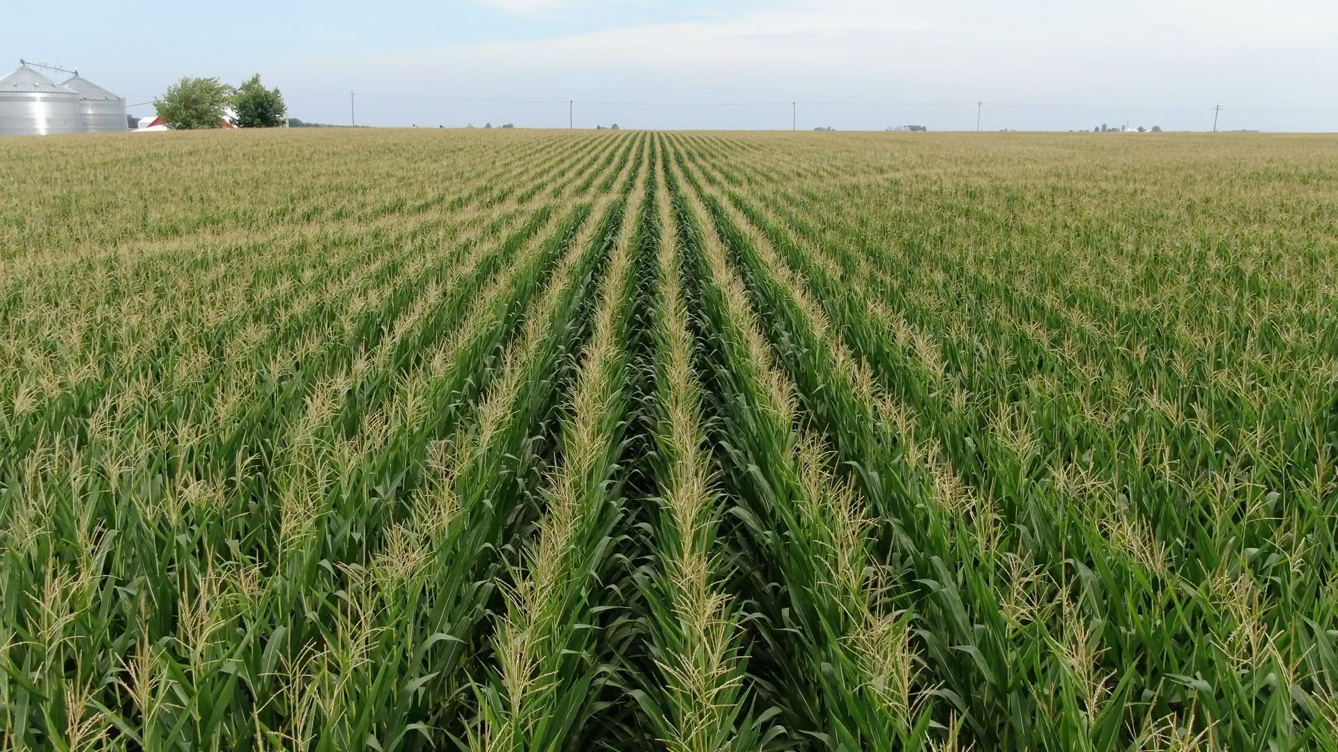 How corn sweat impacts humidity in the Quad Cities