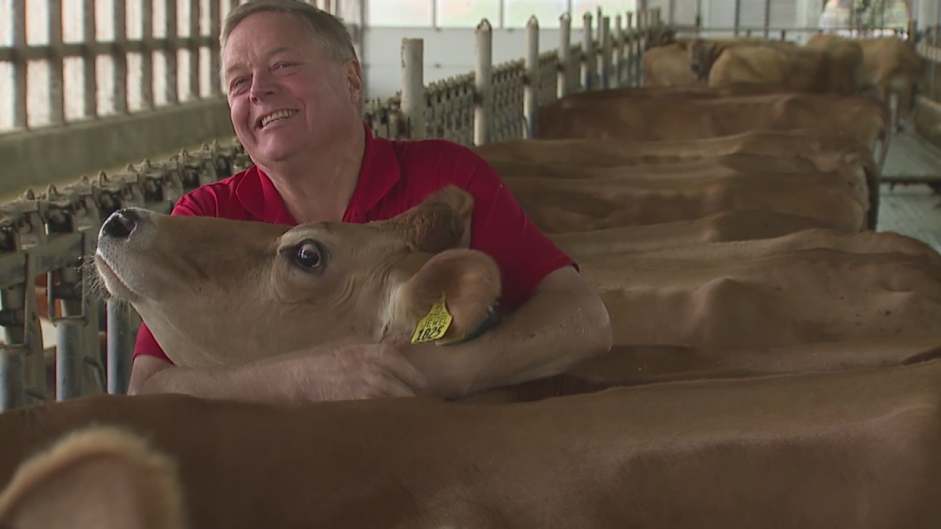 Cow hugging wellness trend spreads across the nation