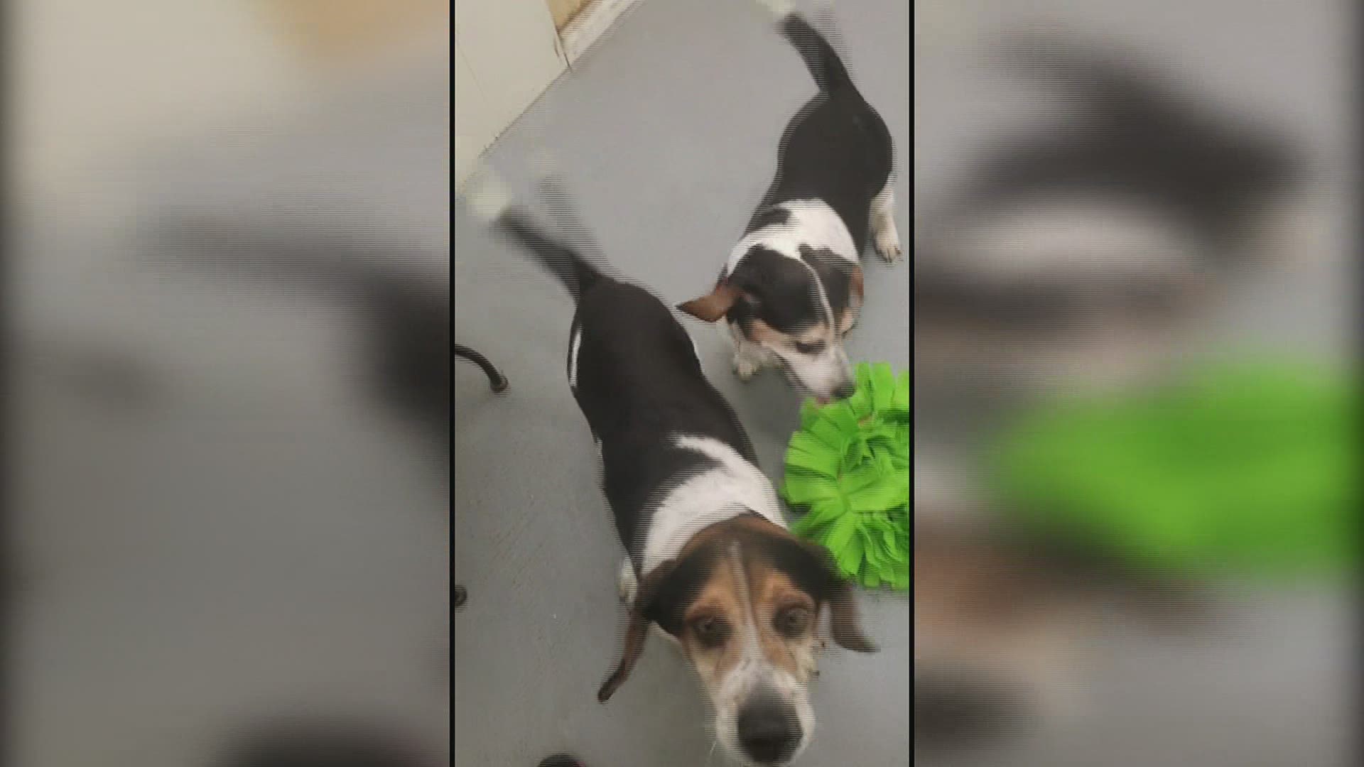 Meet the Quad City Animal Welfare Center's Pets of the Week for Monday, October 19th, 2020: Gram and Gramps the Beagles!