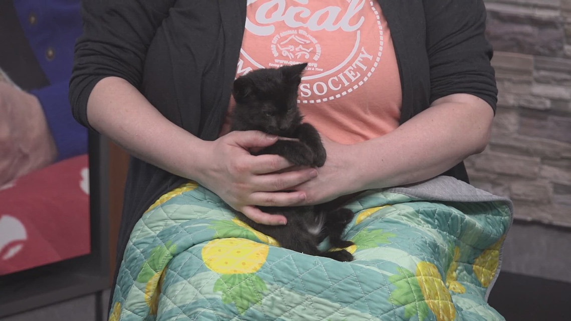 Pet of the Week Empanada June - Aa8d8c29 F126 40d2 9ba7 615aca504279 1140x641 