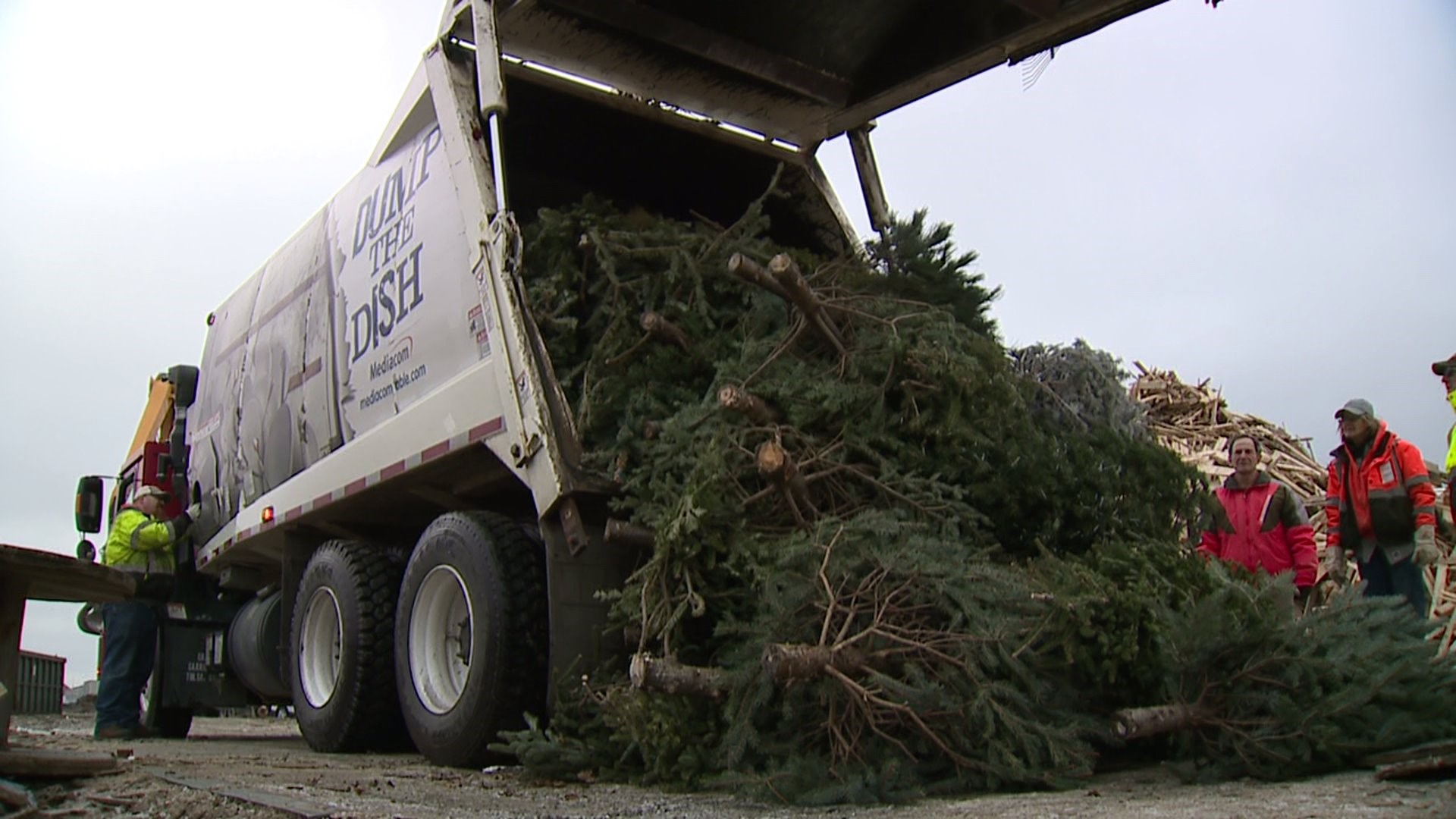 Moline Christmas trees recycled into fuel