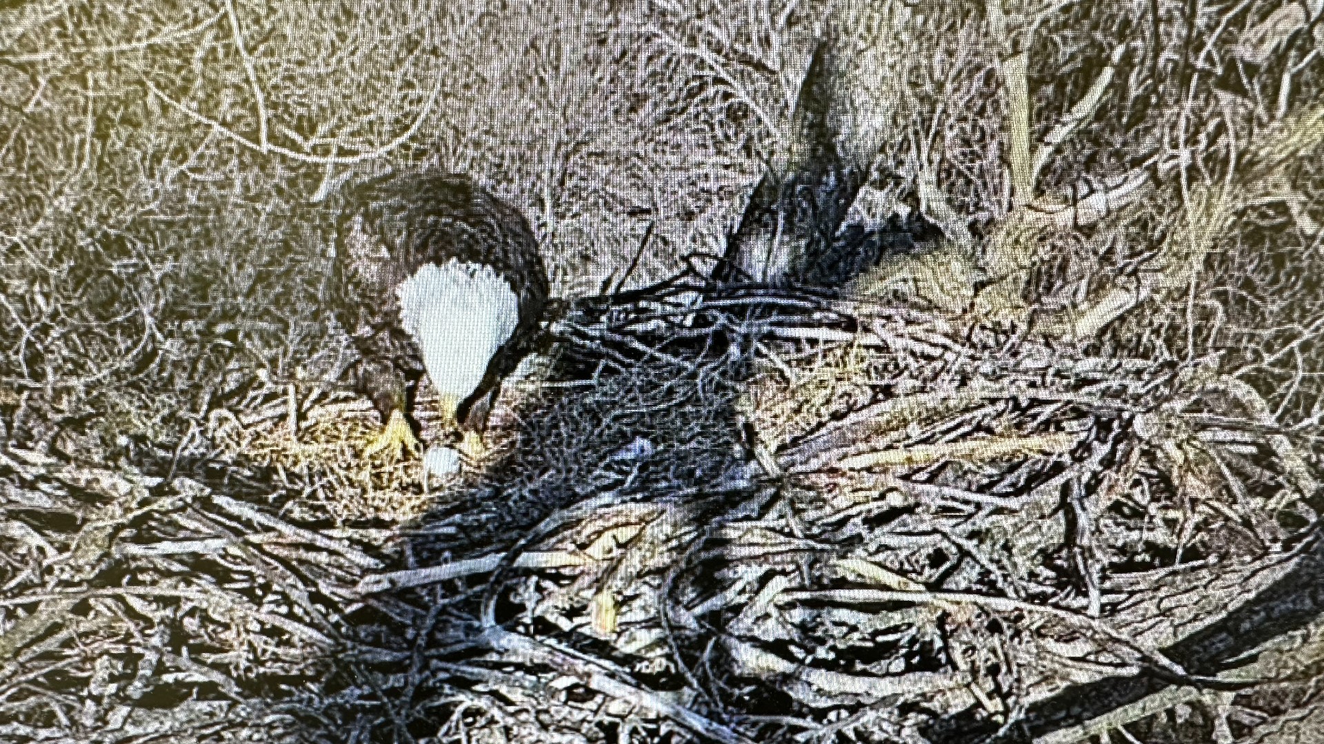 The eagle couple Liberty and Justice have laid one egg this year. A representative at Arconic sent News 8 a couple of photos to celebrate the moment.