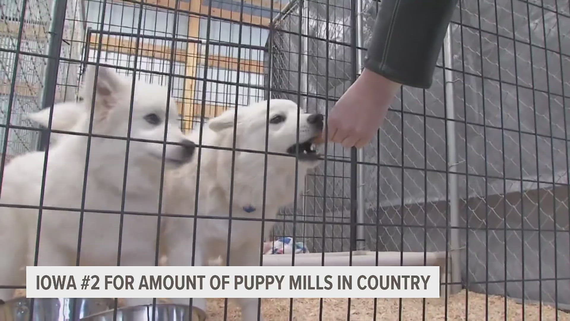 The Humane Society of the United States released an updated list of the states with the worst conditions for puppy mills. Iowa is second to Missouri.