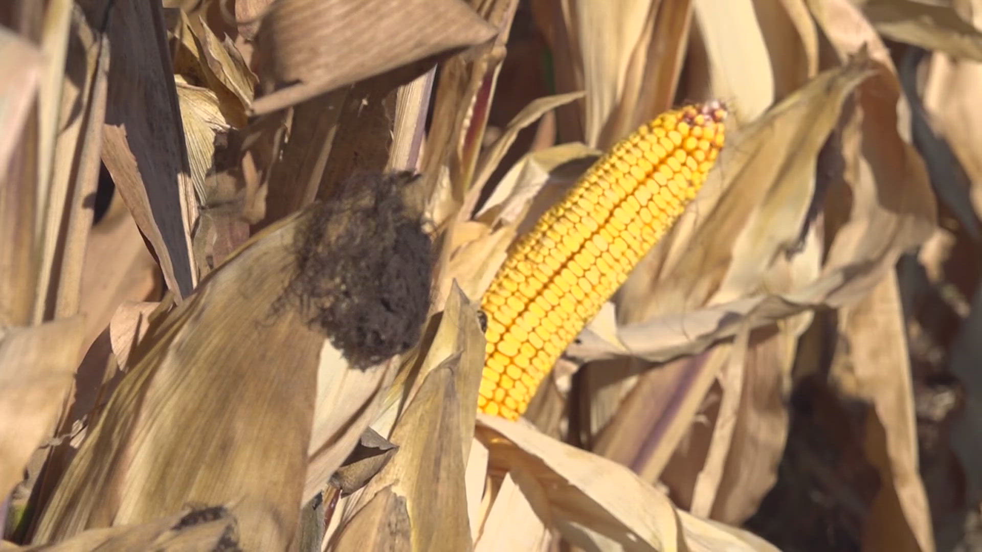 Crop scientists have created a miniature hybrid of corn replaced that is only half as tall as the green giants that have dominated fields for so long.