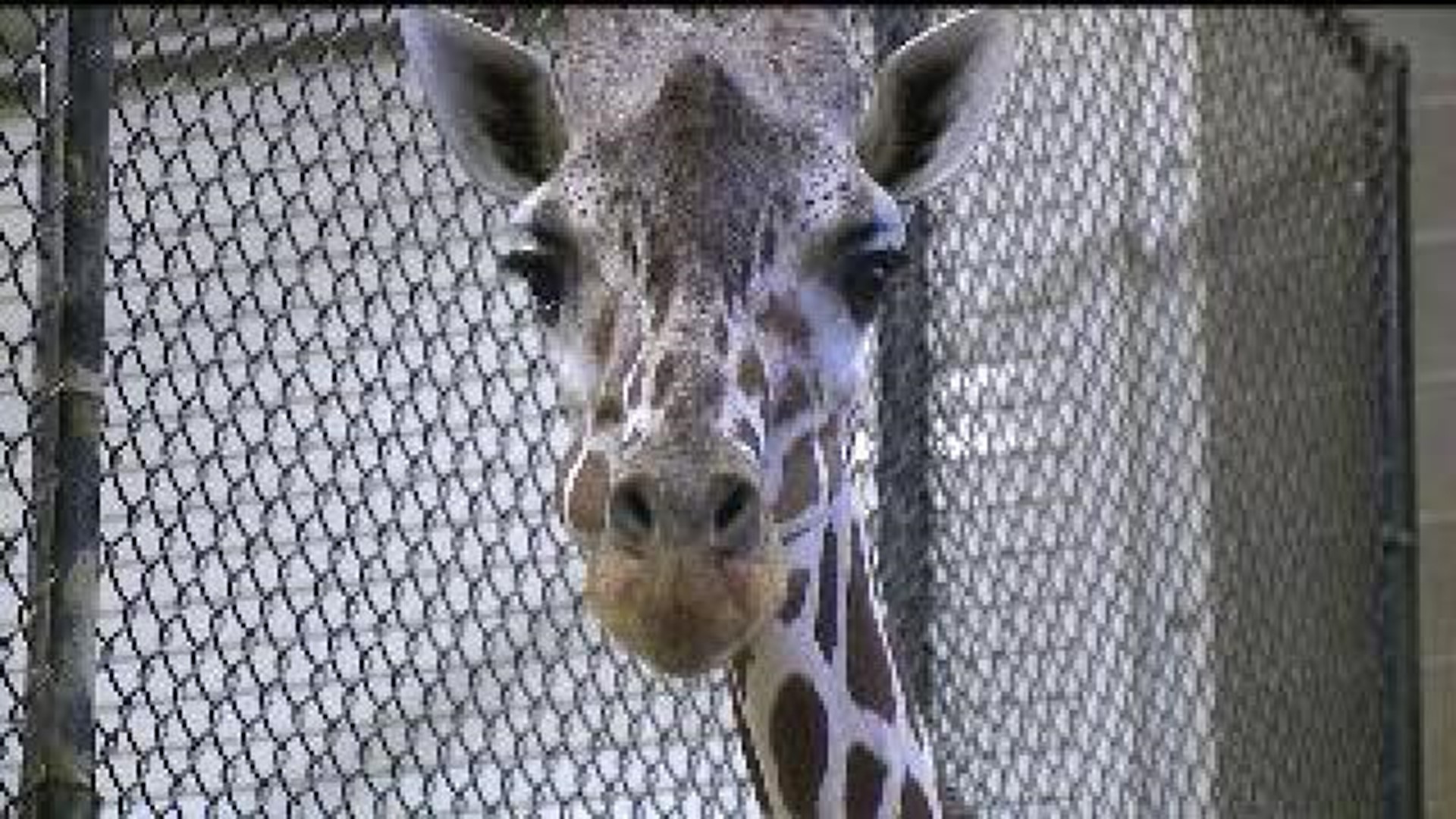 Pathologists determine cause of death for baby giraffe