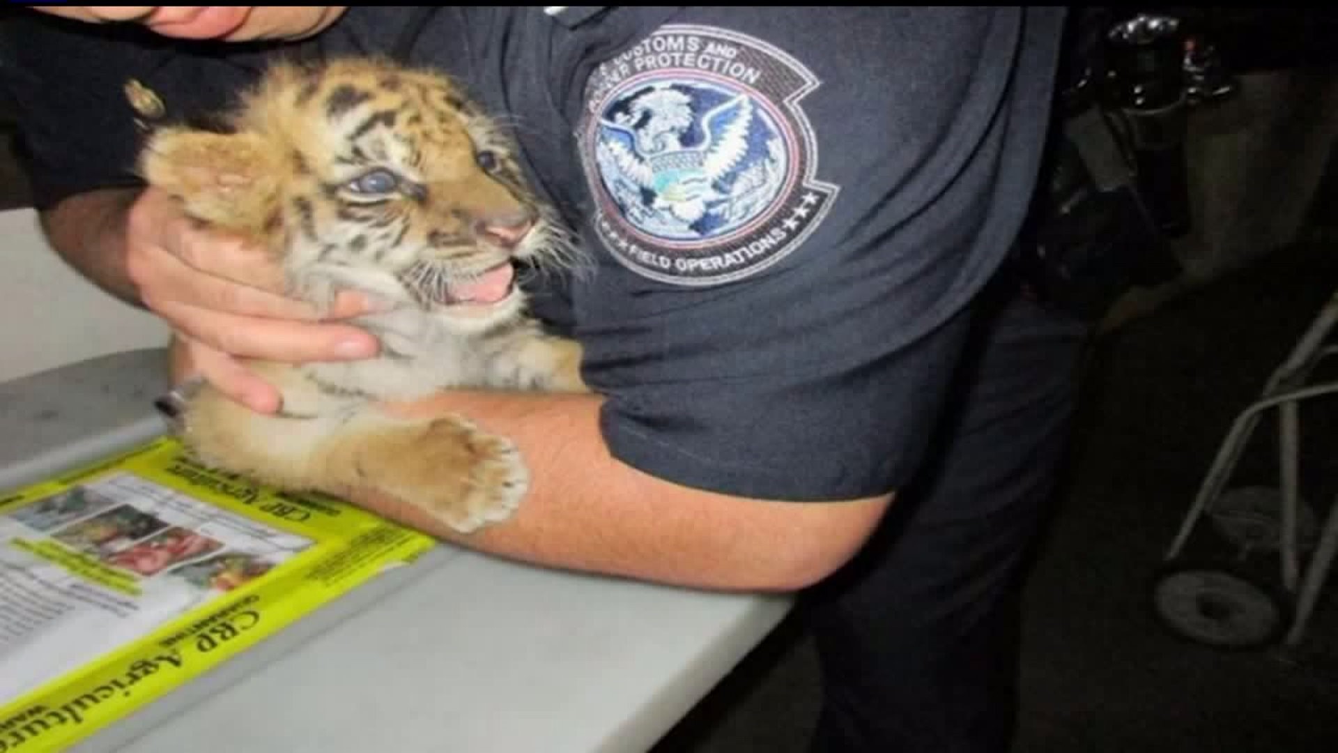 Baby tiger found in teen's Chevy Camaro during search at  border  