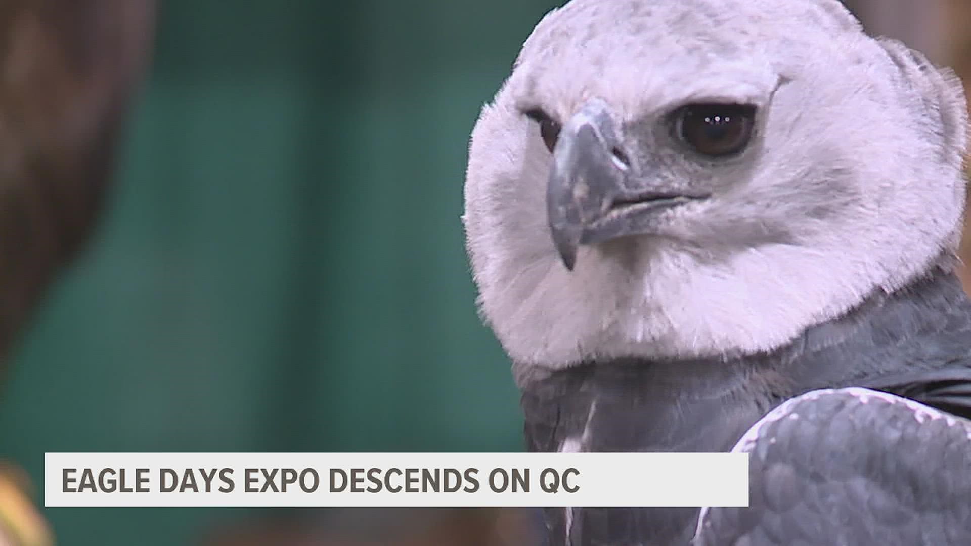 The annual event dedicated to America's national symbol is back in the Quad Cities Friday through Sunday with live animal demonstrations and other activities.