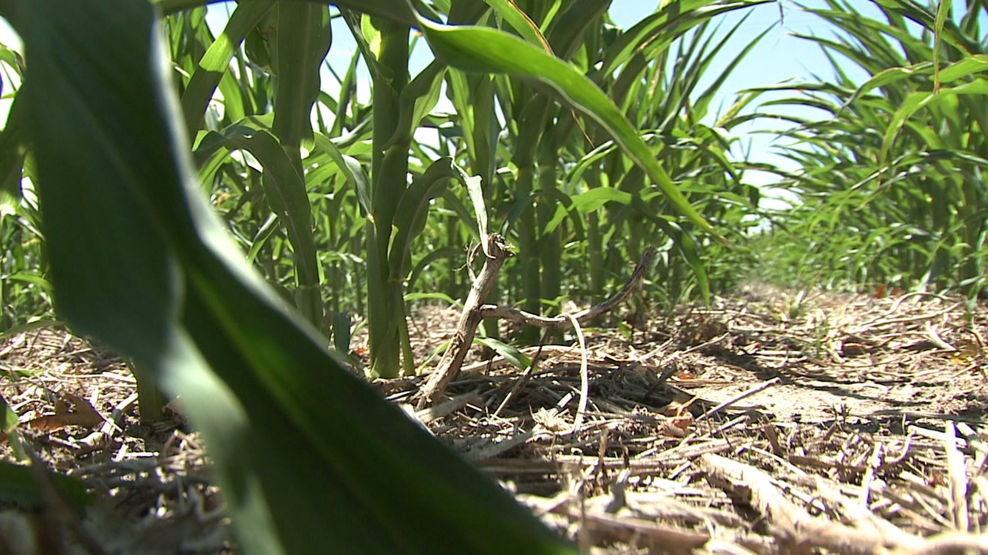 Drought conditions straining corn crop