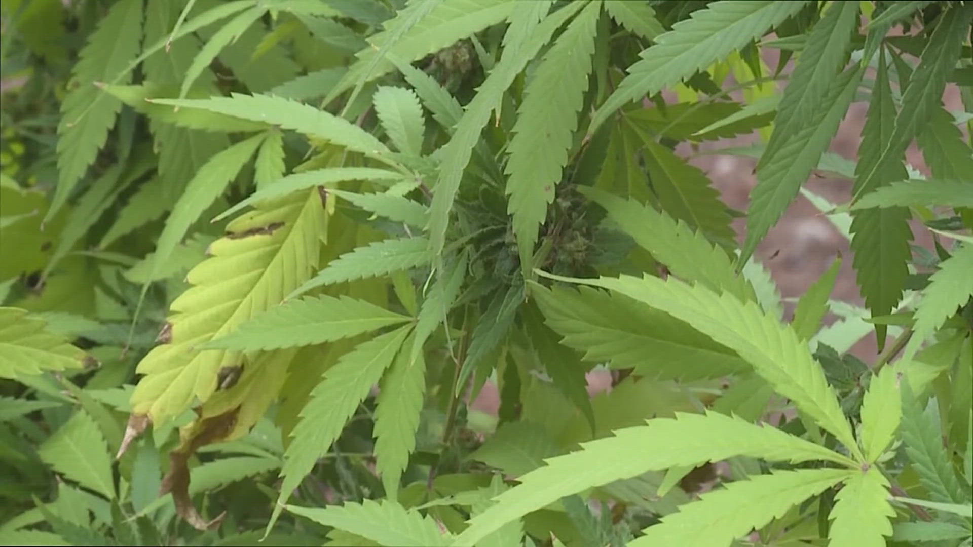 The Rock Island City Council approved the first reading of an ordinance which would limit the number of cannabis licenses in the city.