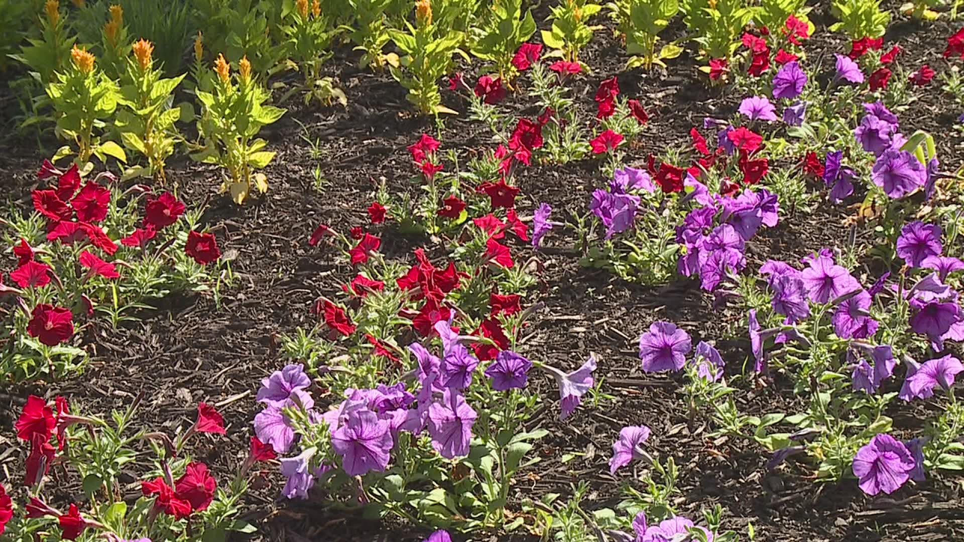 The Rock Island Parks Department wants groups and organizations throughout the Quad Cities to help keep the city's parks looking great.