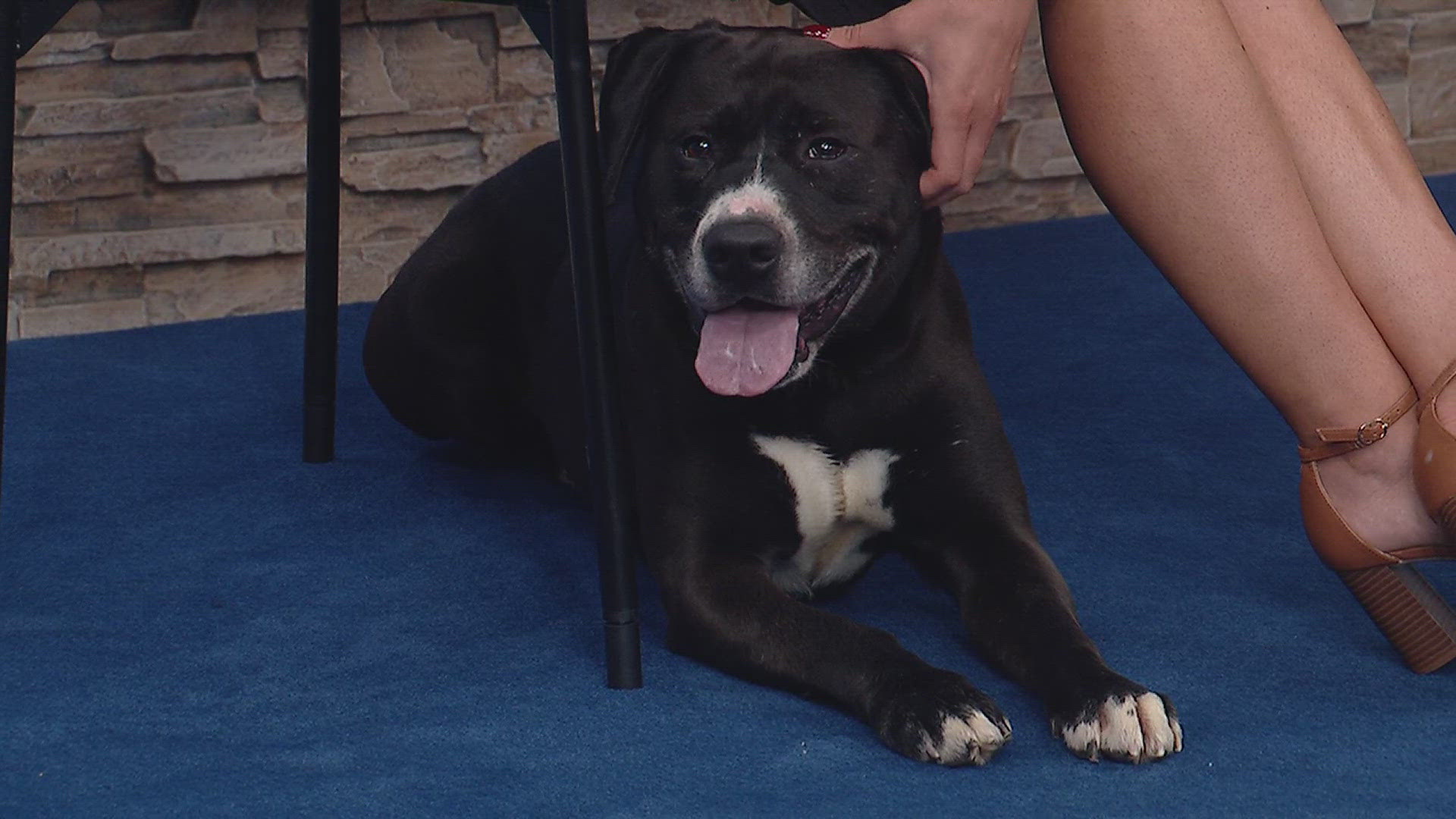 Goliath is a sweet, loving six-year-old pitbull and lab mix who has lived with cats before. 