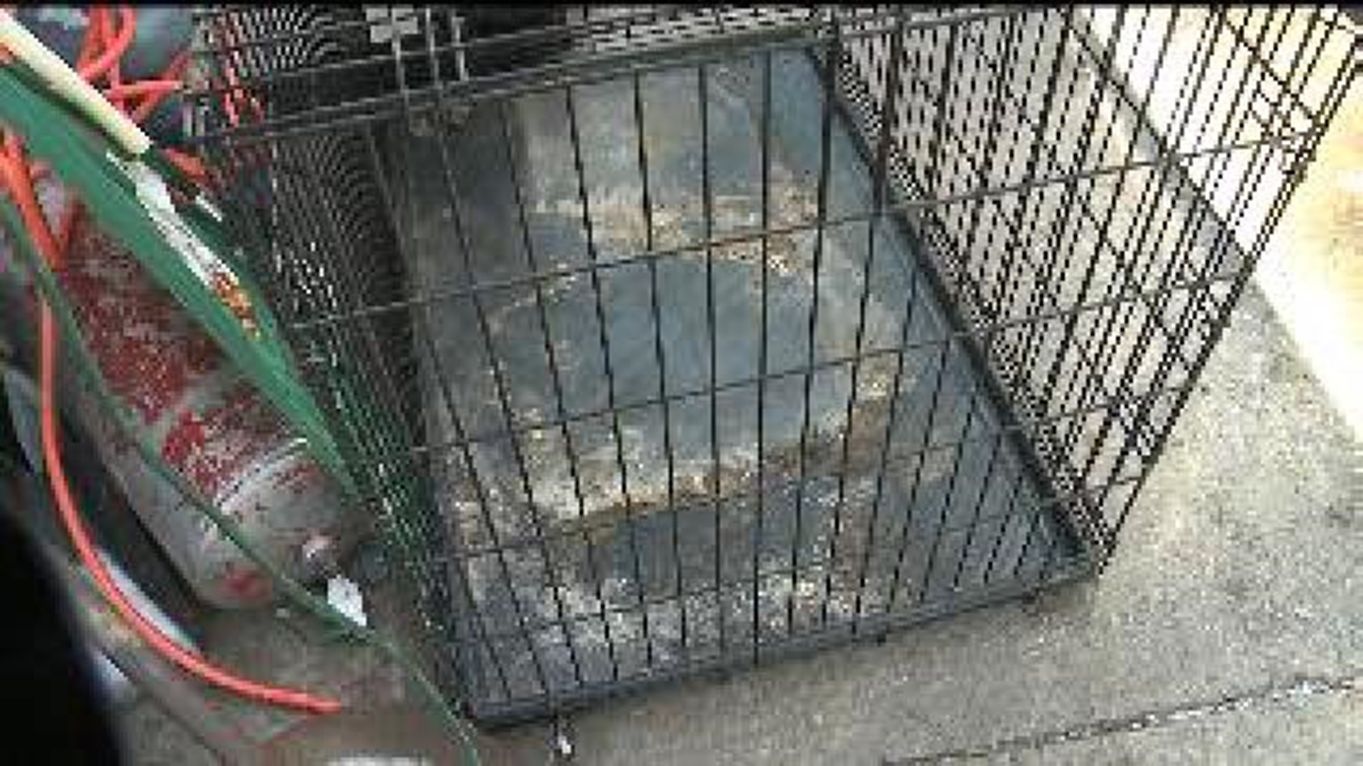 Rock Falls man accused of abandoning dog to die