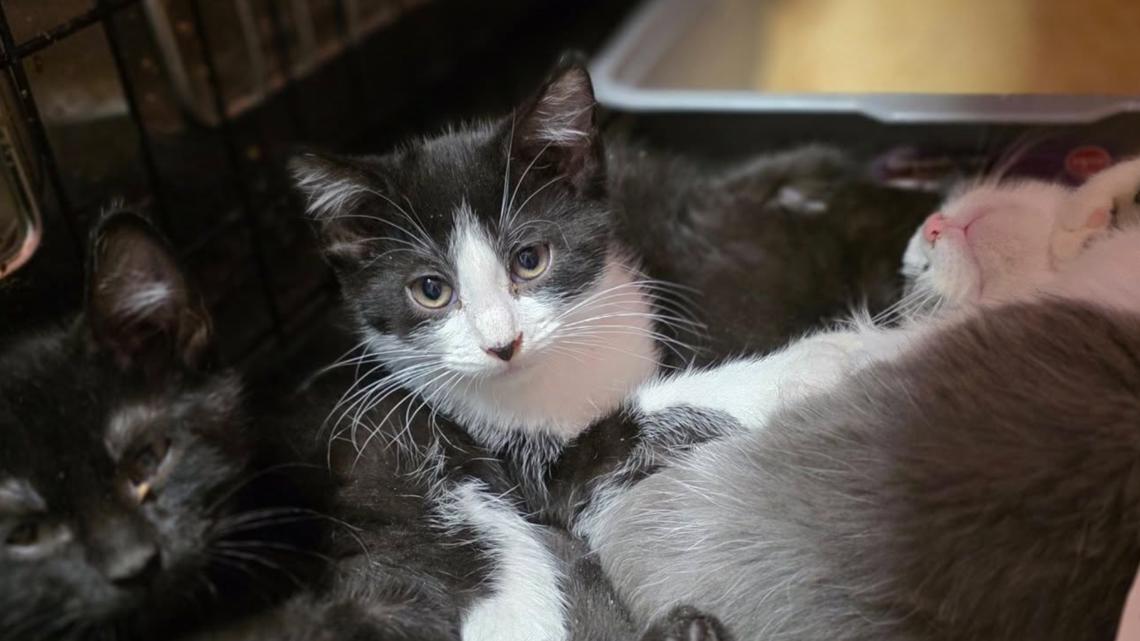 Humane Society of Scott Cty takes in seventy cats from a single call