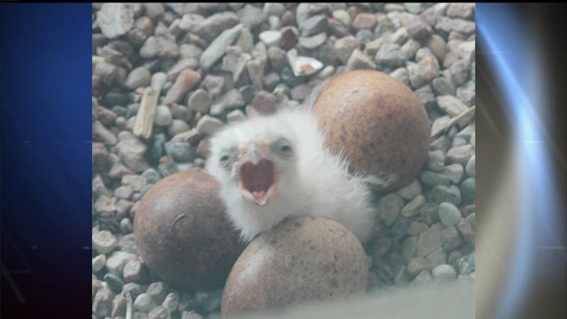 MidAmerican holds contest to name baby falcons