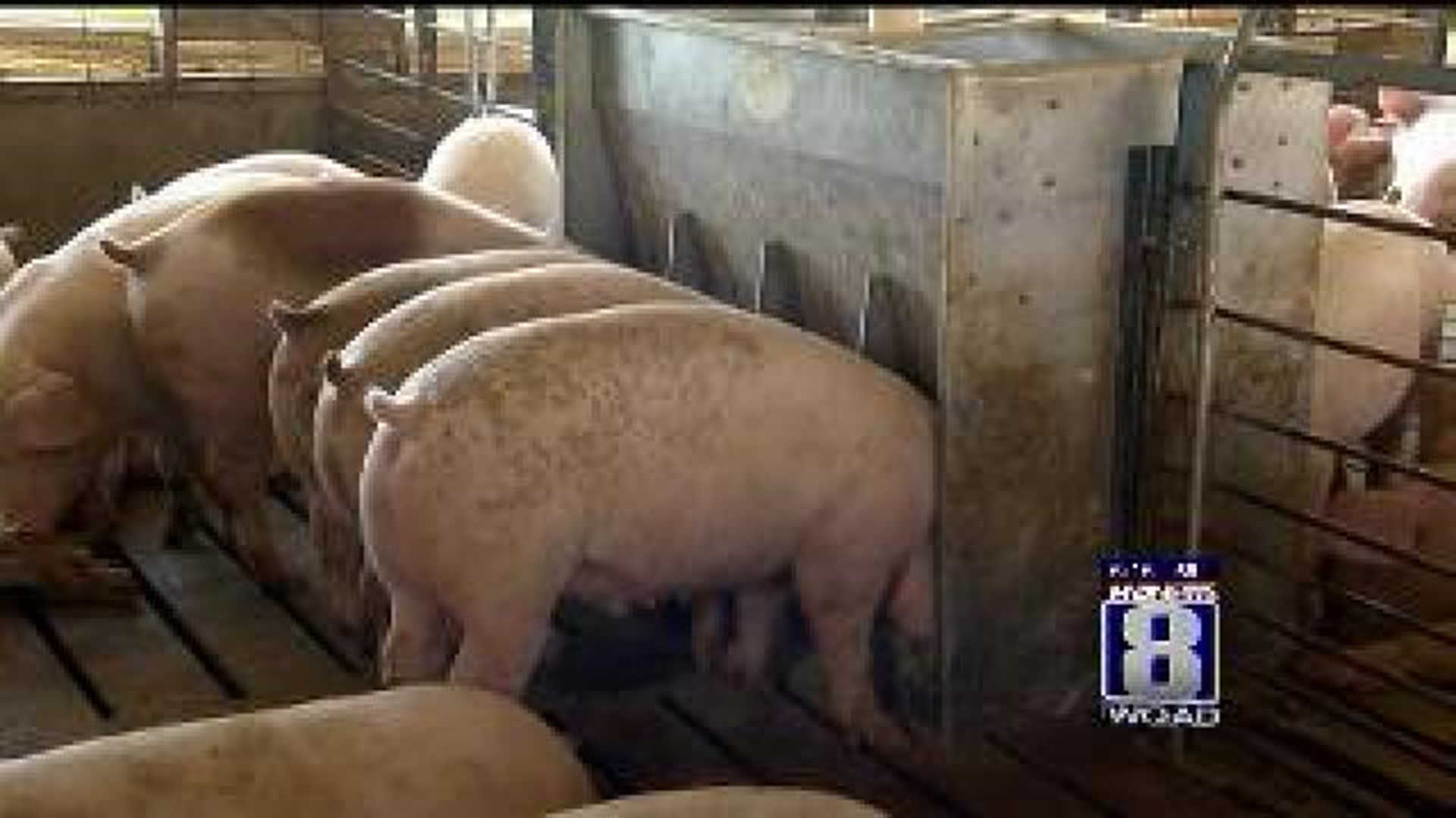Ag in the AM: Commodity Prices Hurt Pork Farmers