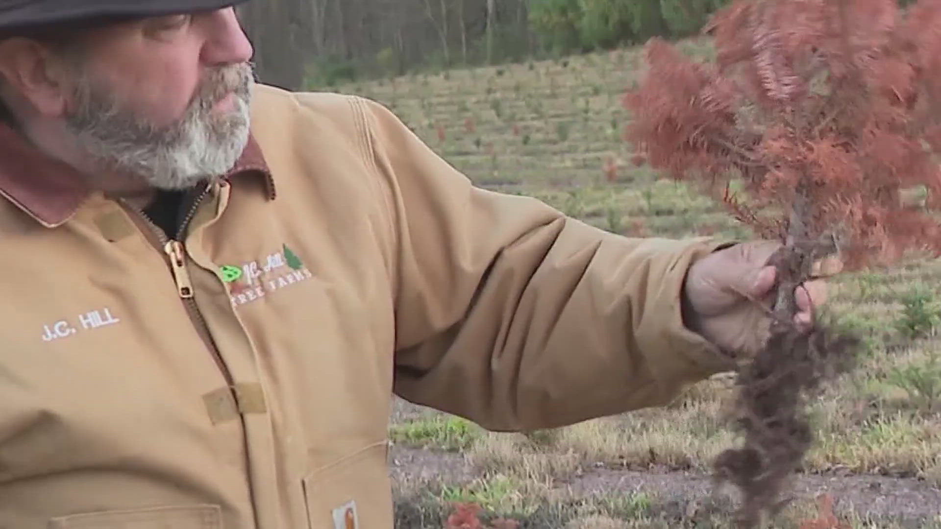 One tree farmer said he's having to rip out trees that have been impacted by the drought.