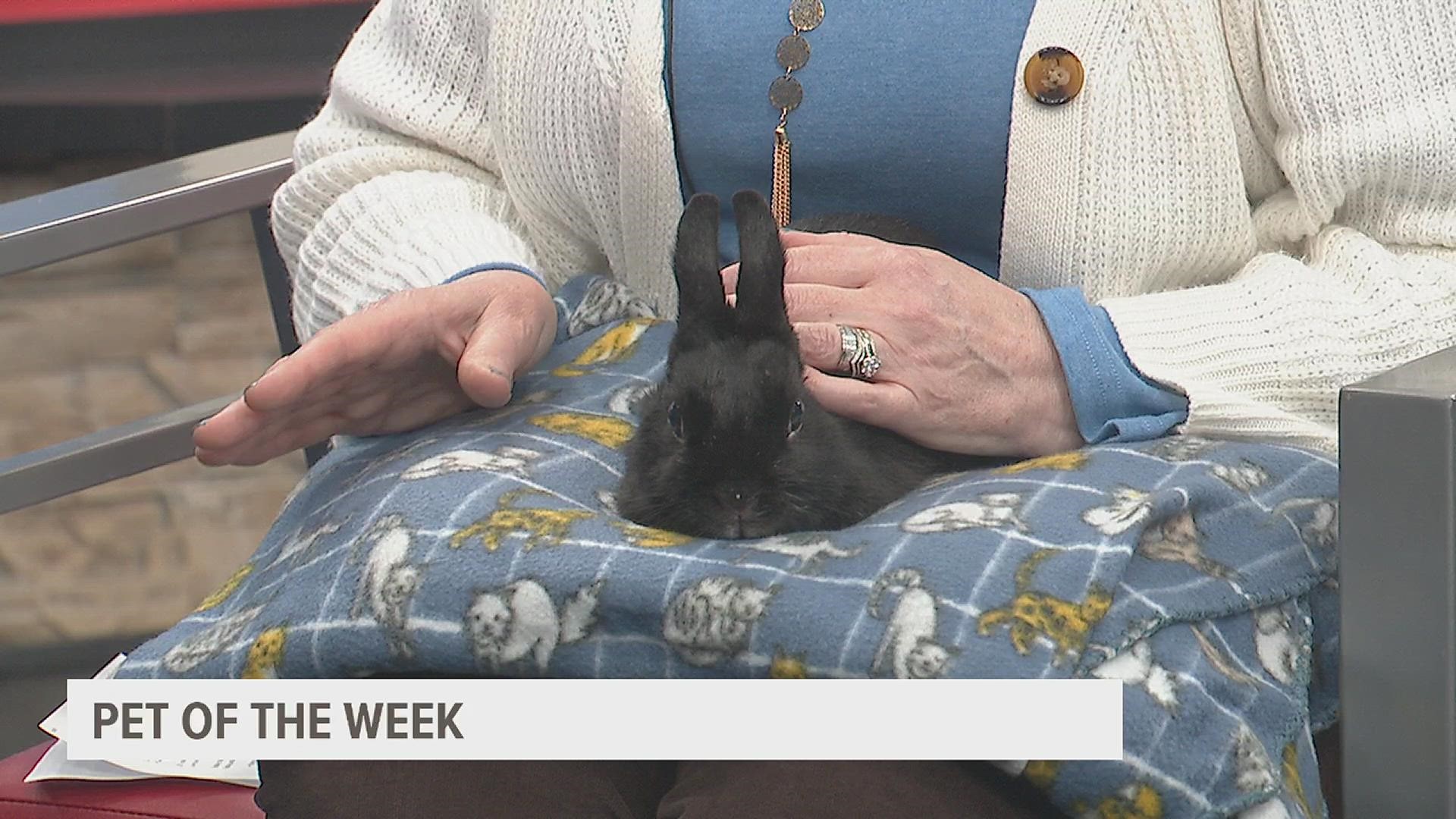 Patti with the Quad City Animal Welfare Center shows off Starbucks, who got his name from his foster parent. He's a 7-month-old Dutch bunny and ready for adoption!