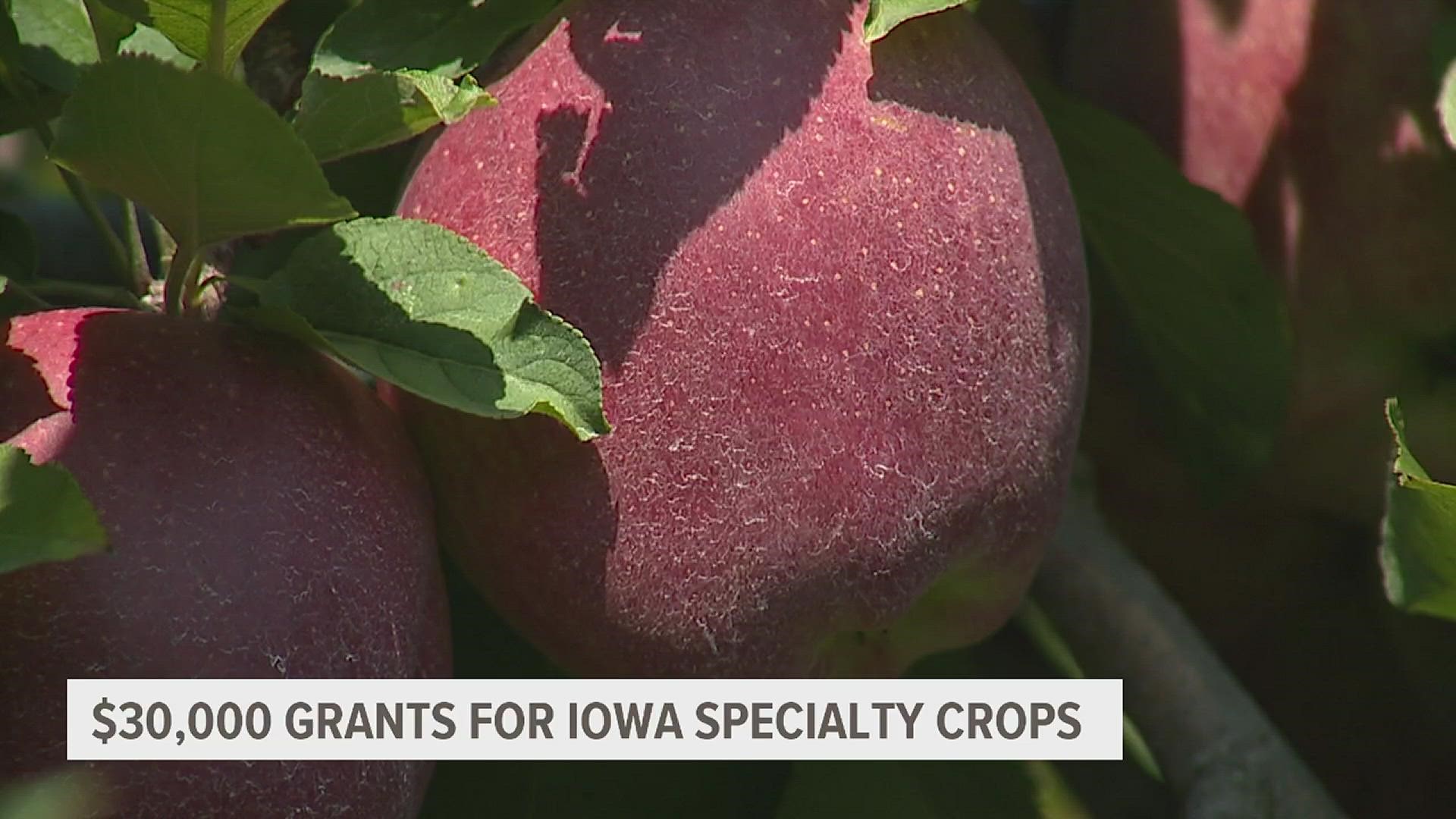 Iowa's specialty crops program is giving up to $30,000 in grants to various state agricultural groups to fund research and farming of specialty crops.