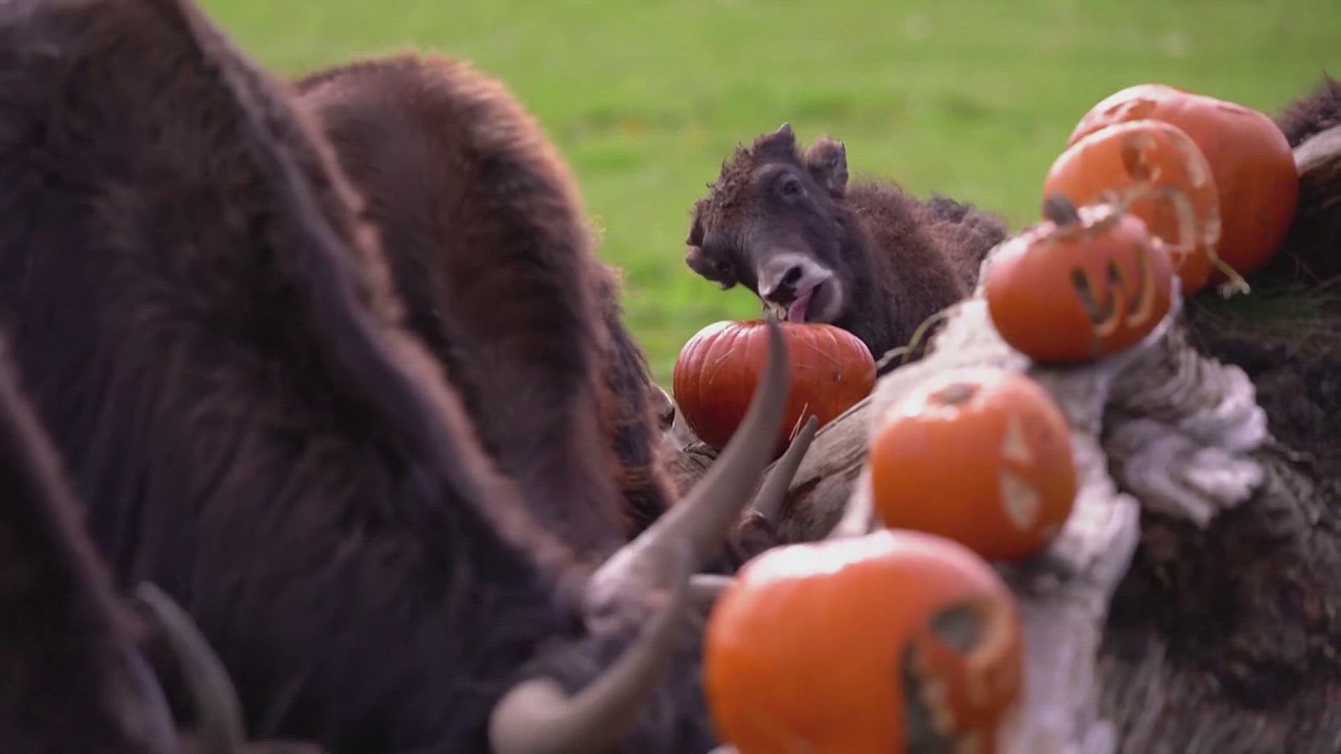 Check out these animals in England enjoying some carved Halloween pumpkins. Some were filled with treats and others were left empty. 