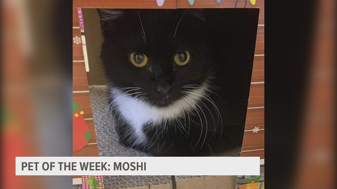 PET OF THE WEEK: Moshi the cat