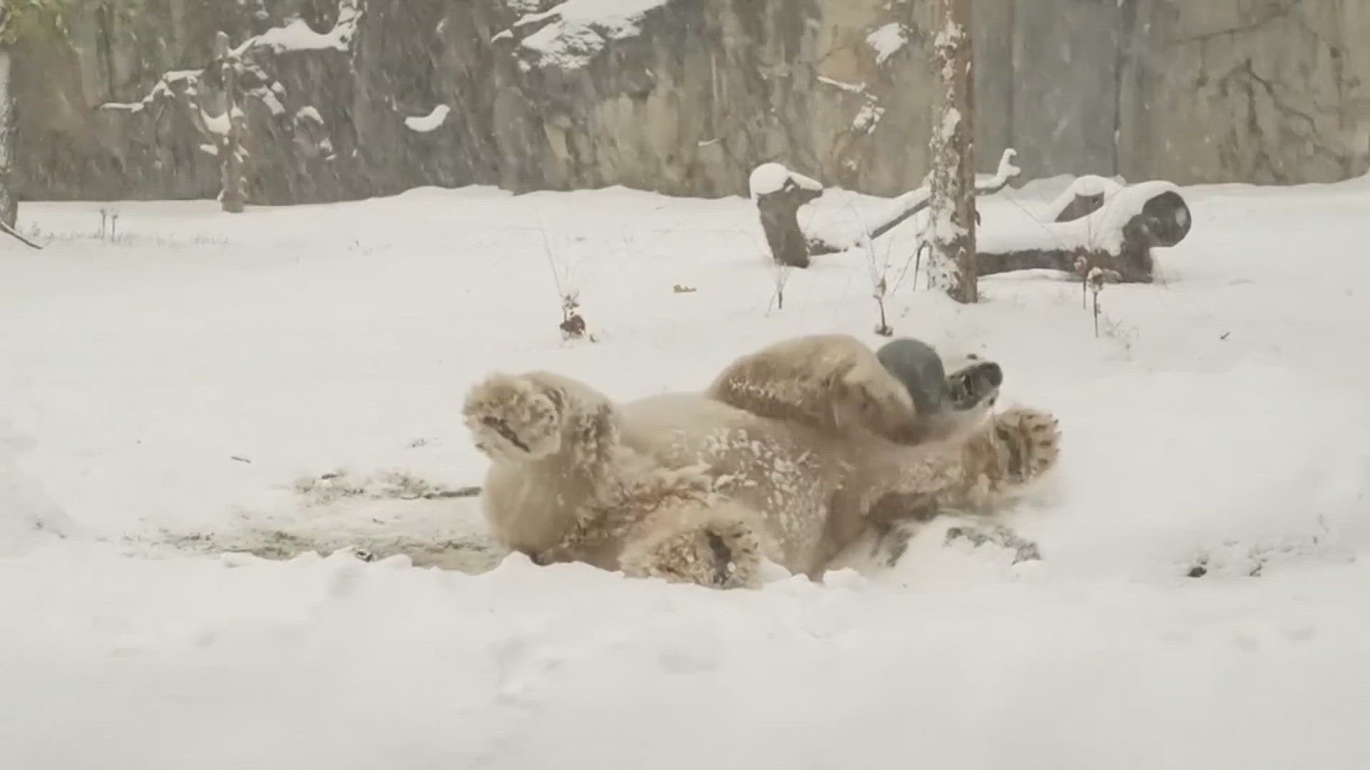 Tigers, bears and wolves all enjoyed some time in the wintery wonderland.