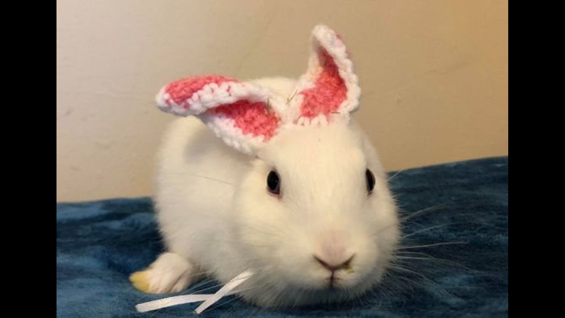 rabbit-born-without-ears-gets-the-perfect-gift-wqad