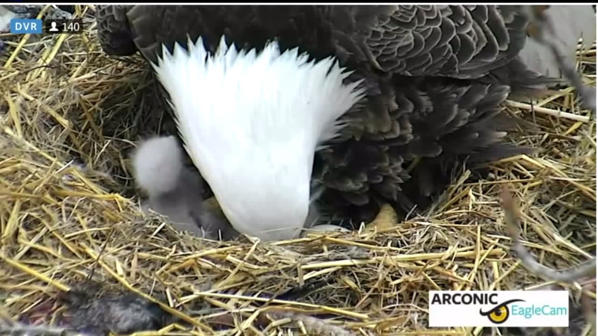 Baby Arconic Eagles