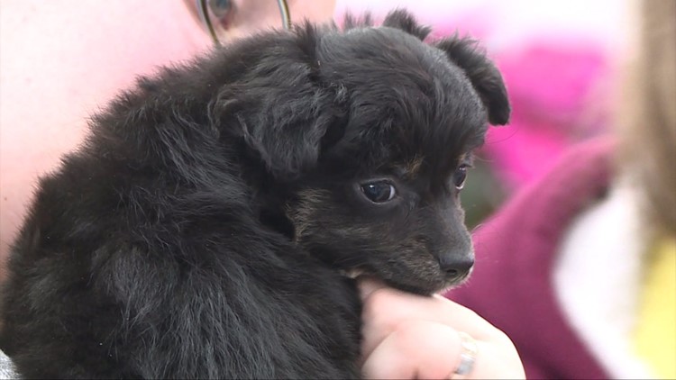 puppies for sale in quad cities
